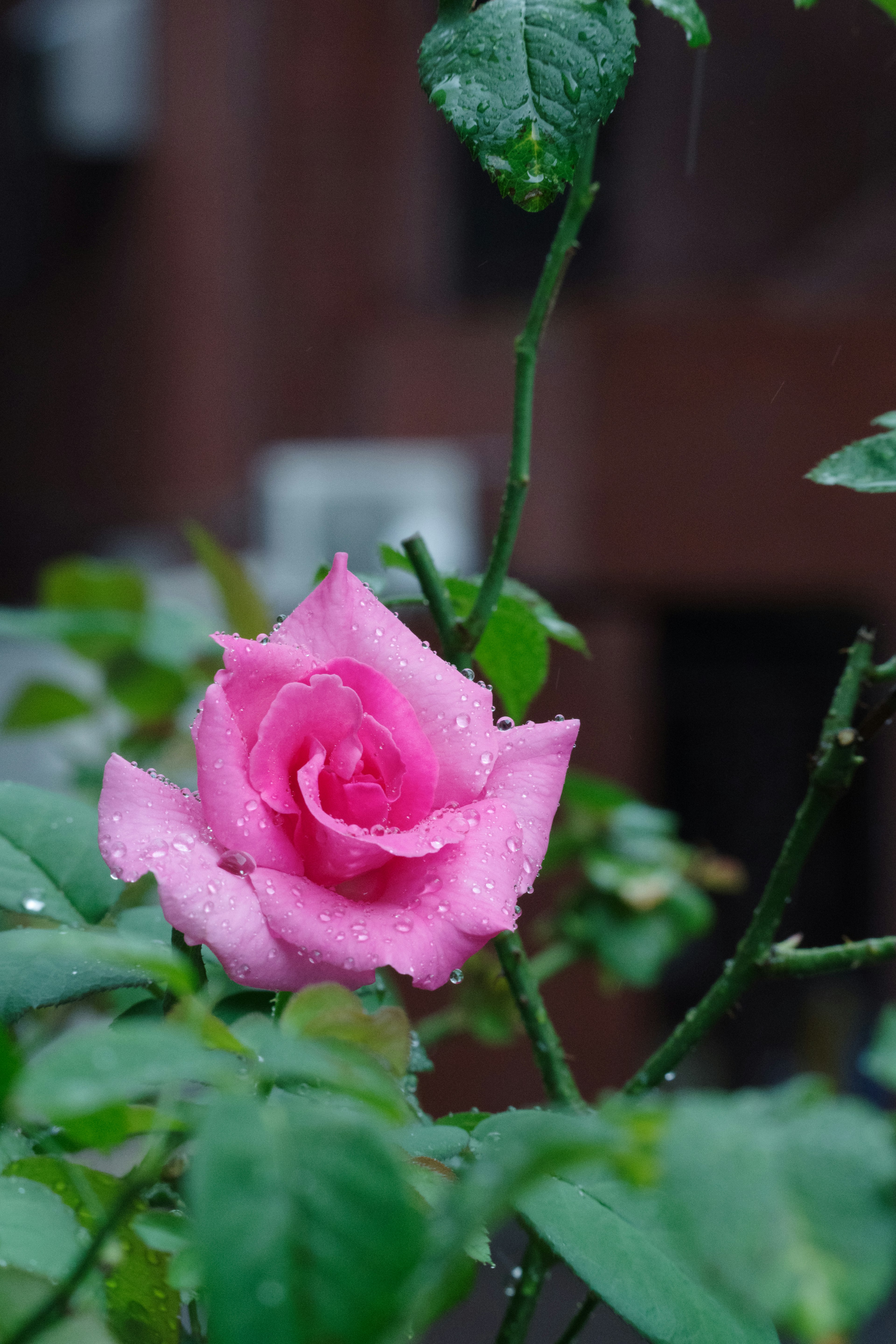 Rosenblüte in Pink mit Tau und grünen Blättern