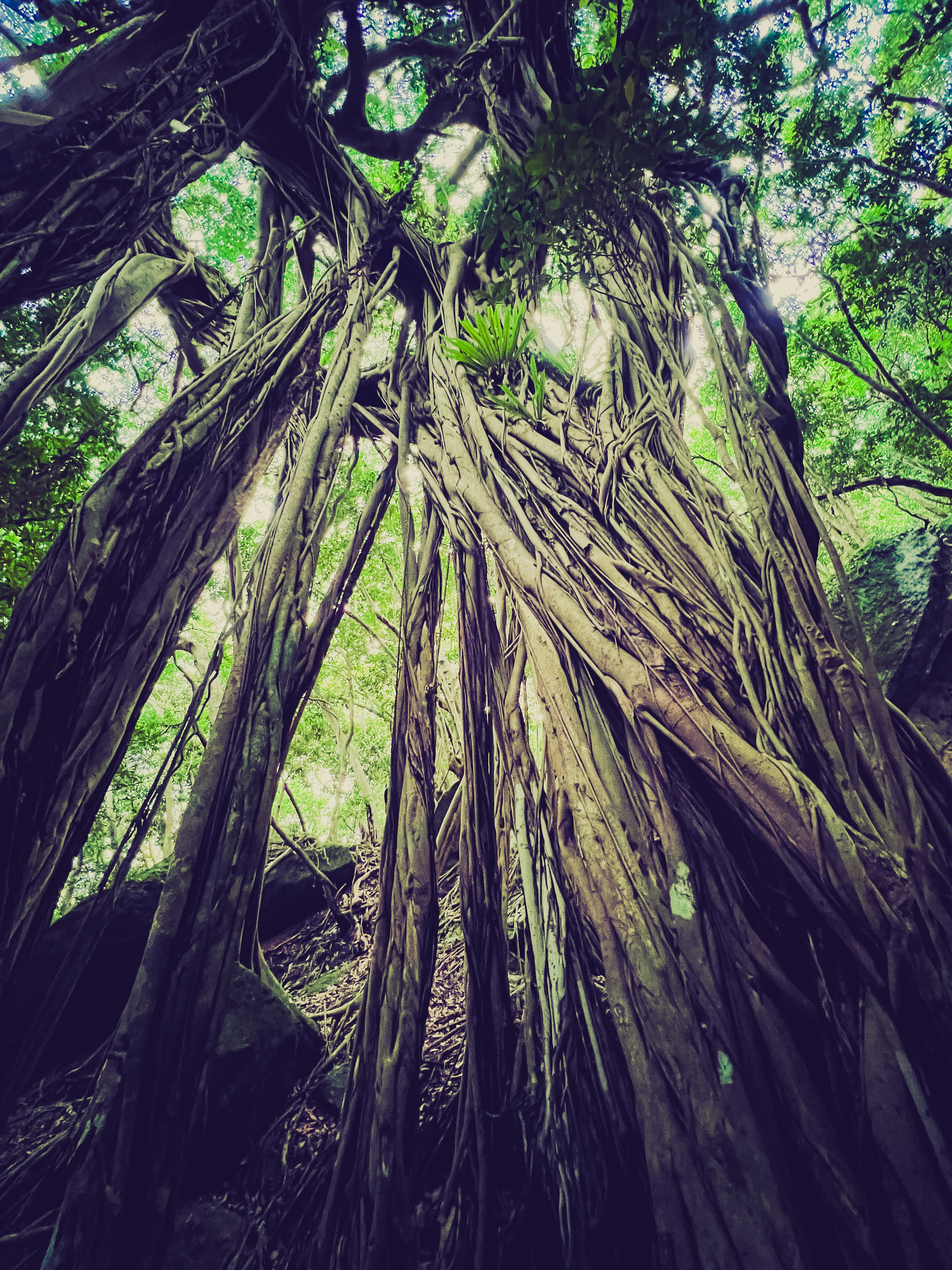 Cluster of elongated branches seen through lush green foliage