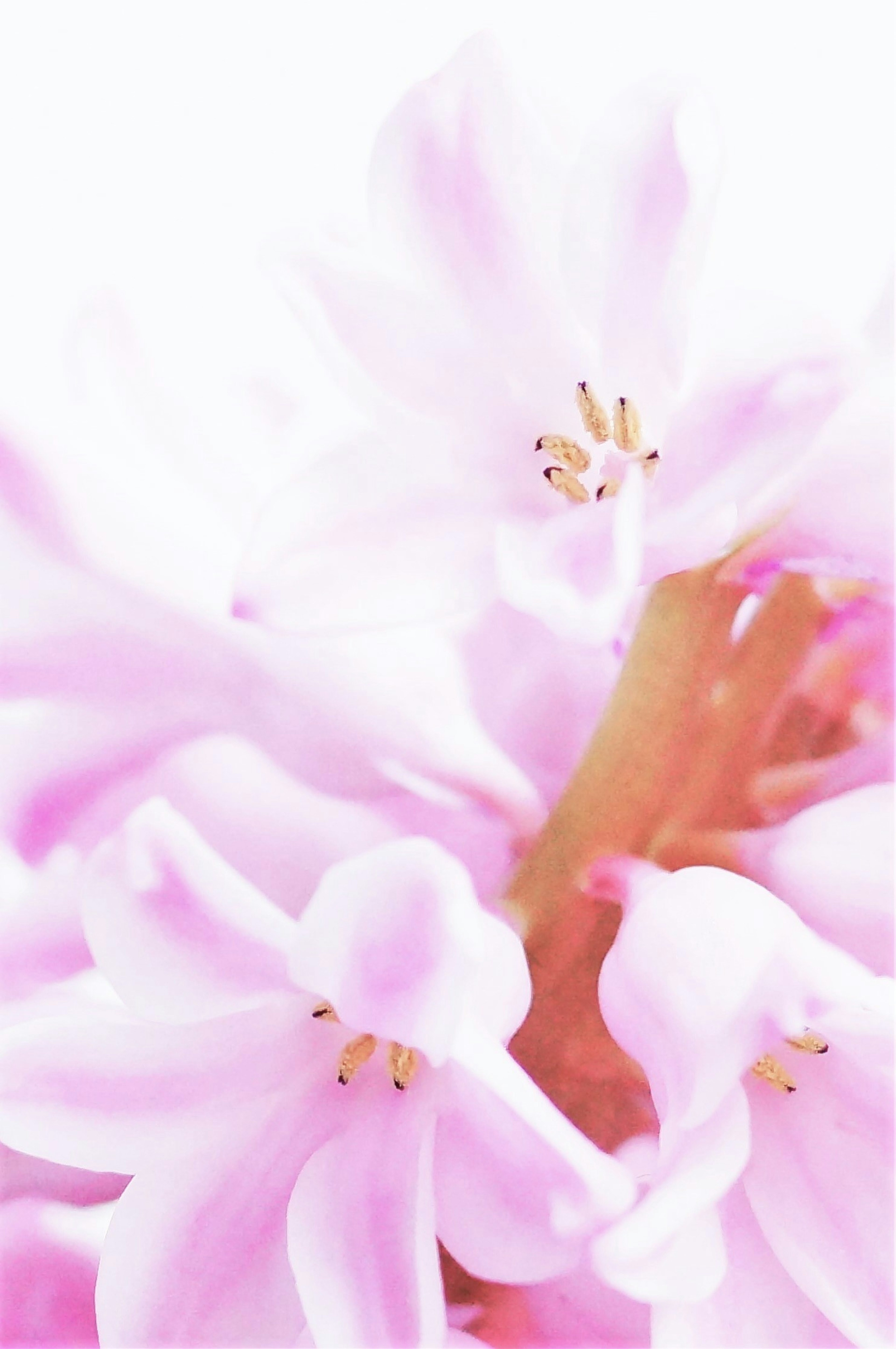 Close-up image of delicate pink flowers with soft petals