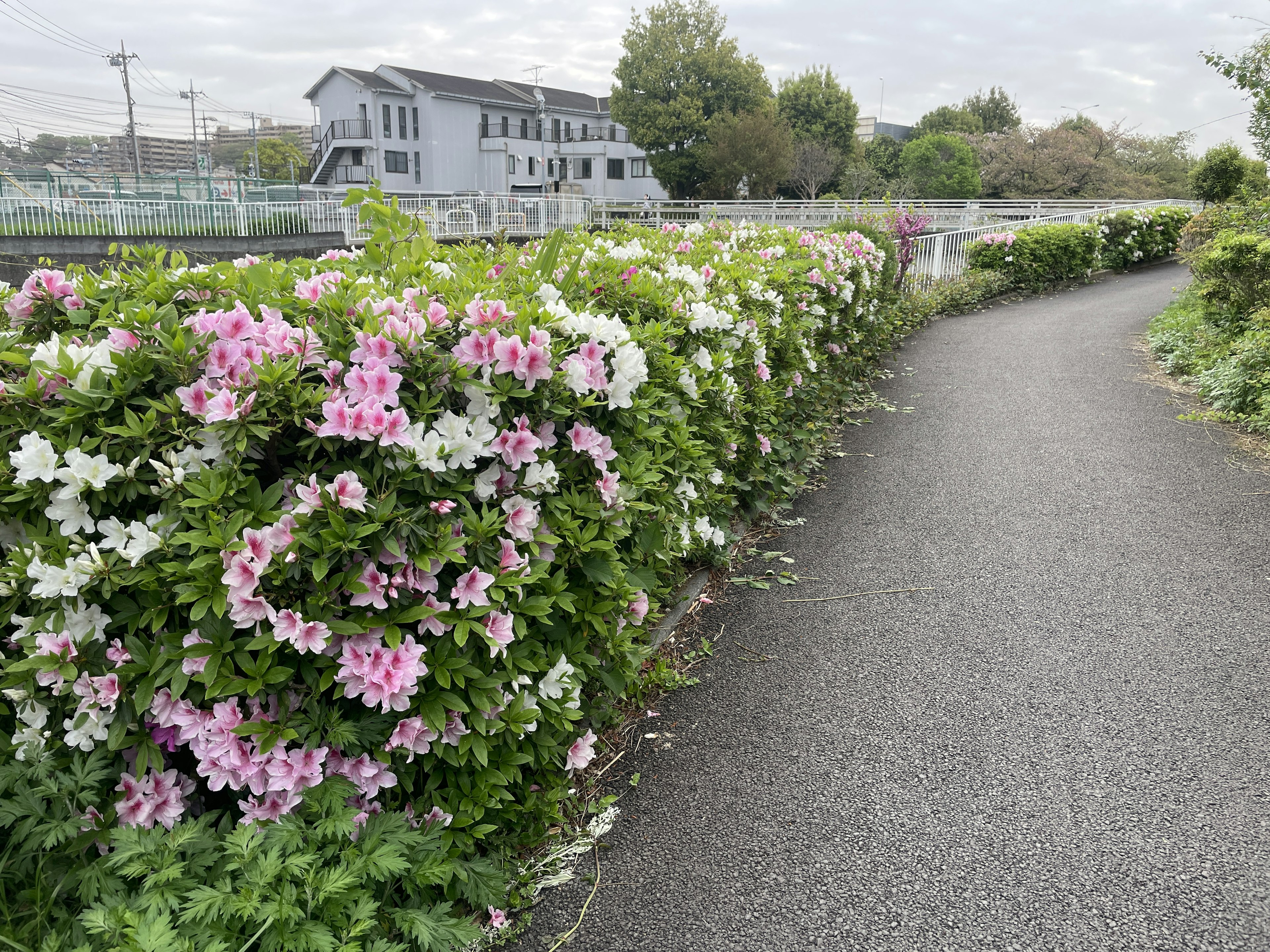 花が咲き乱れる道とその背景にある建物