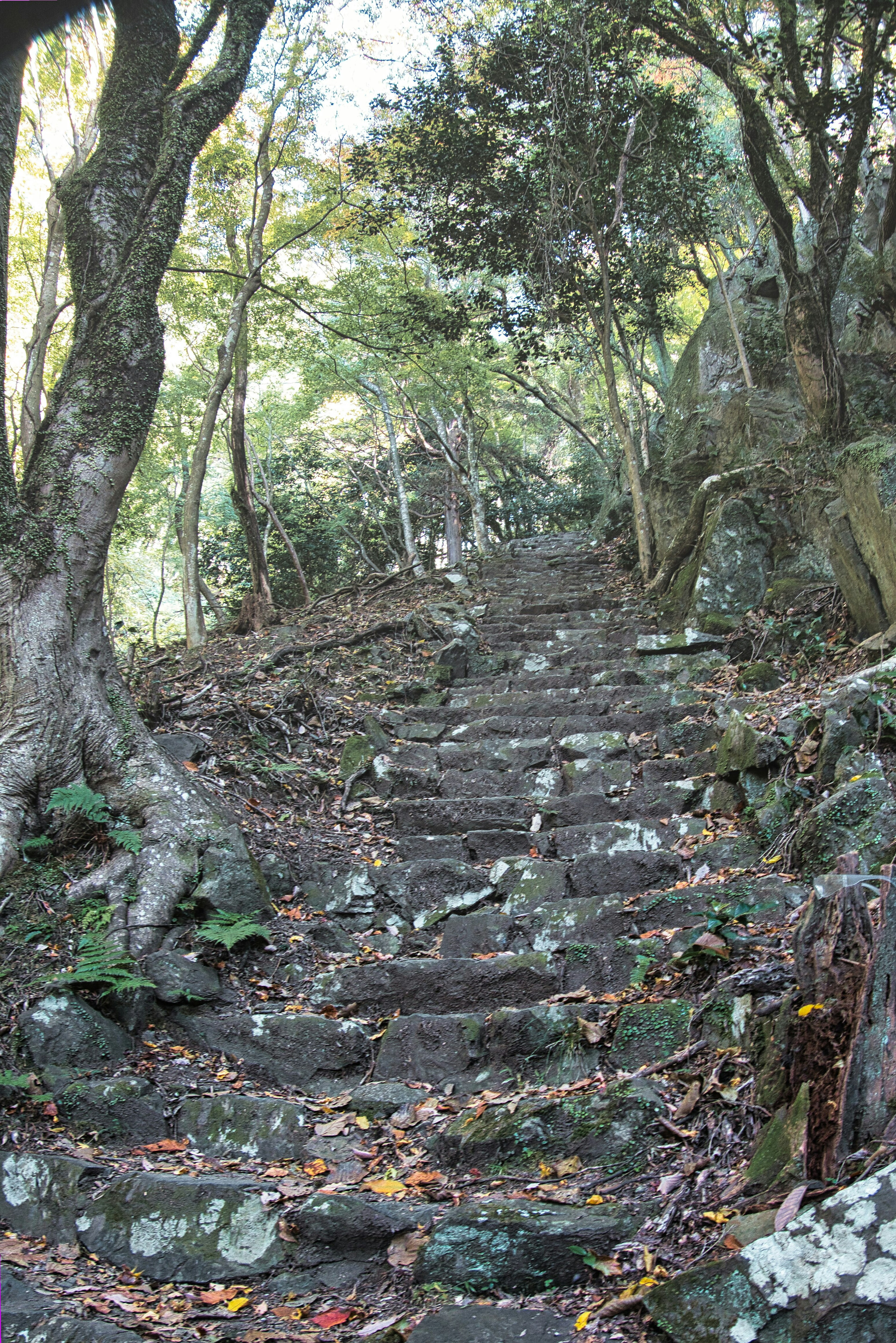 石の階段が森の中に続いている風景