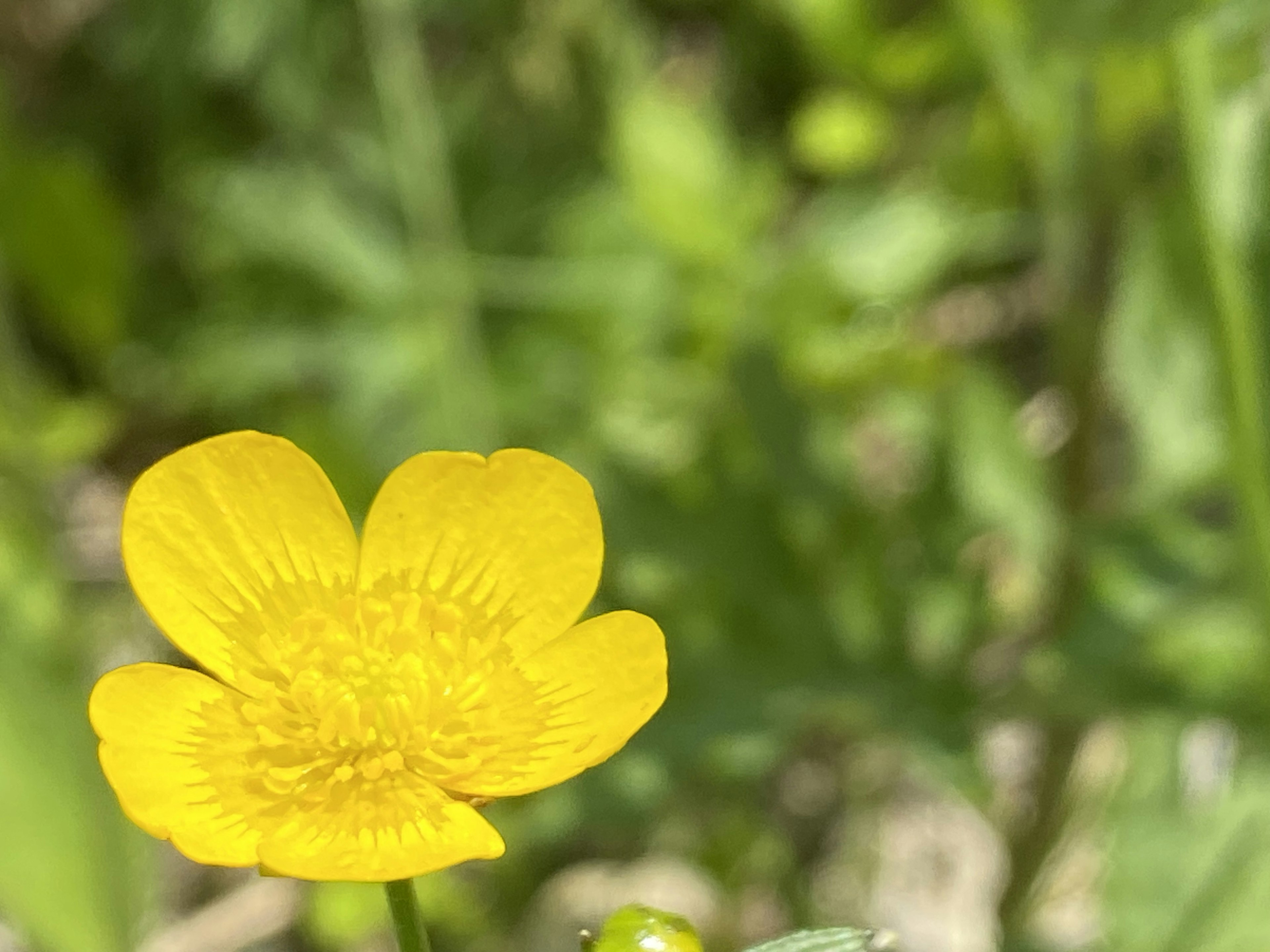 Sebuah bunga buttercup kuning cerah menonjol di latar belakang hijau