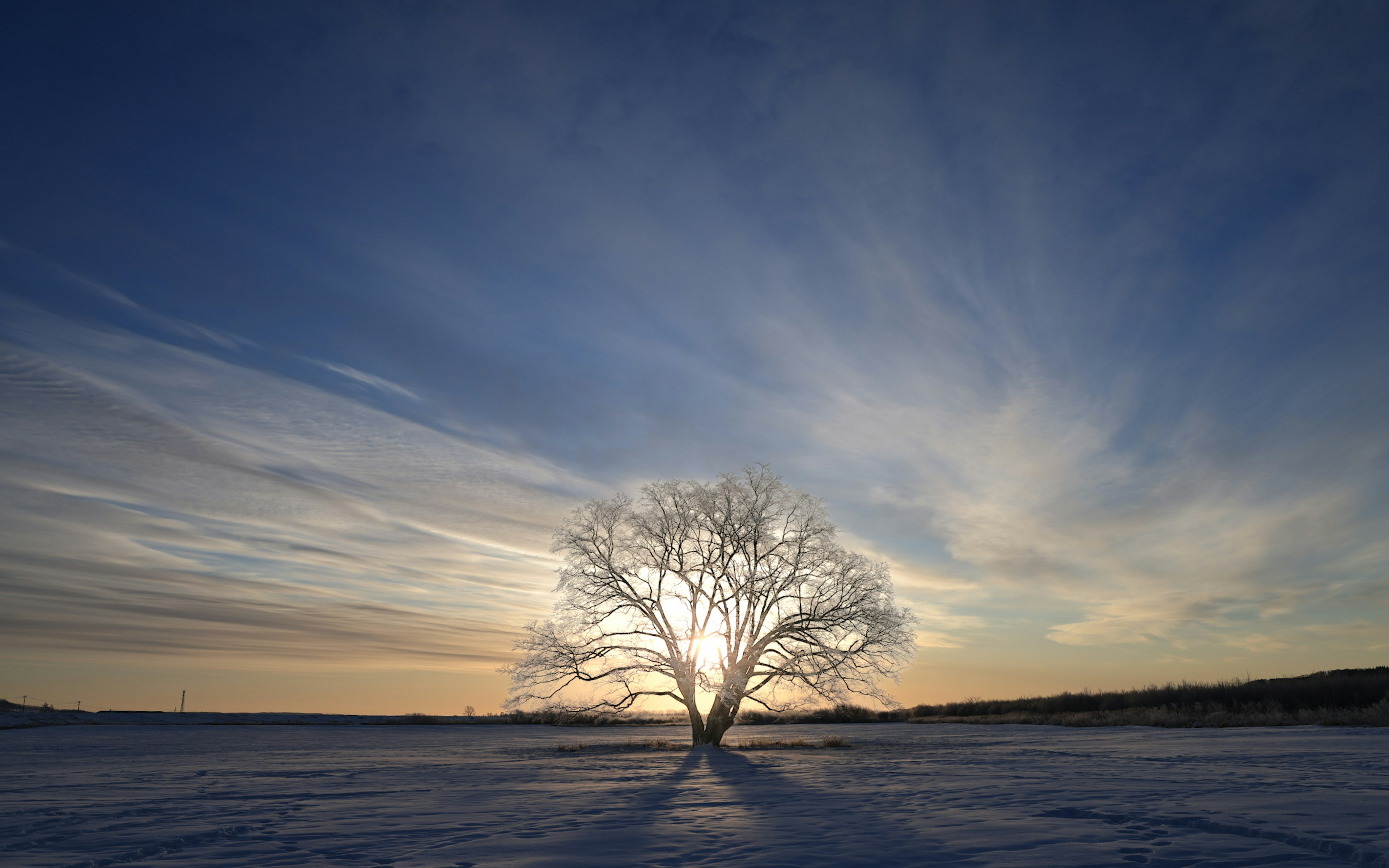 雪に覆われた風景の中に立つ大きな木と美しい夕焼け