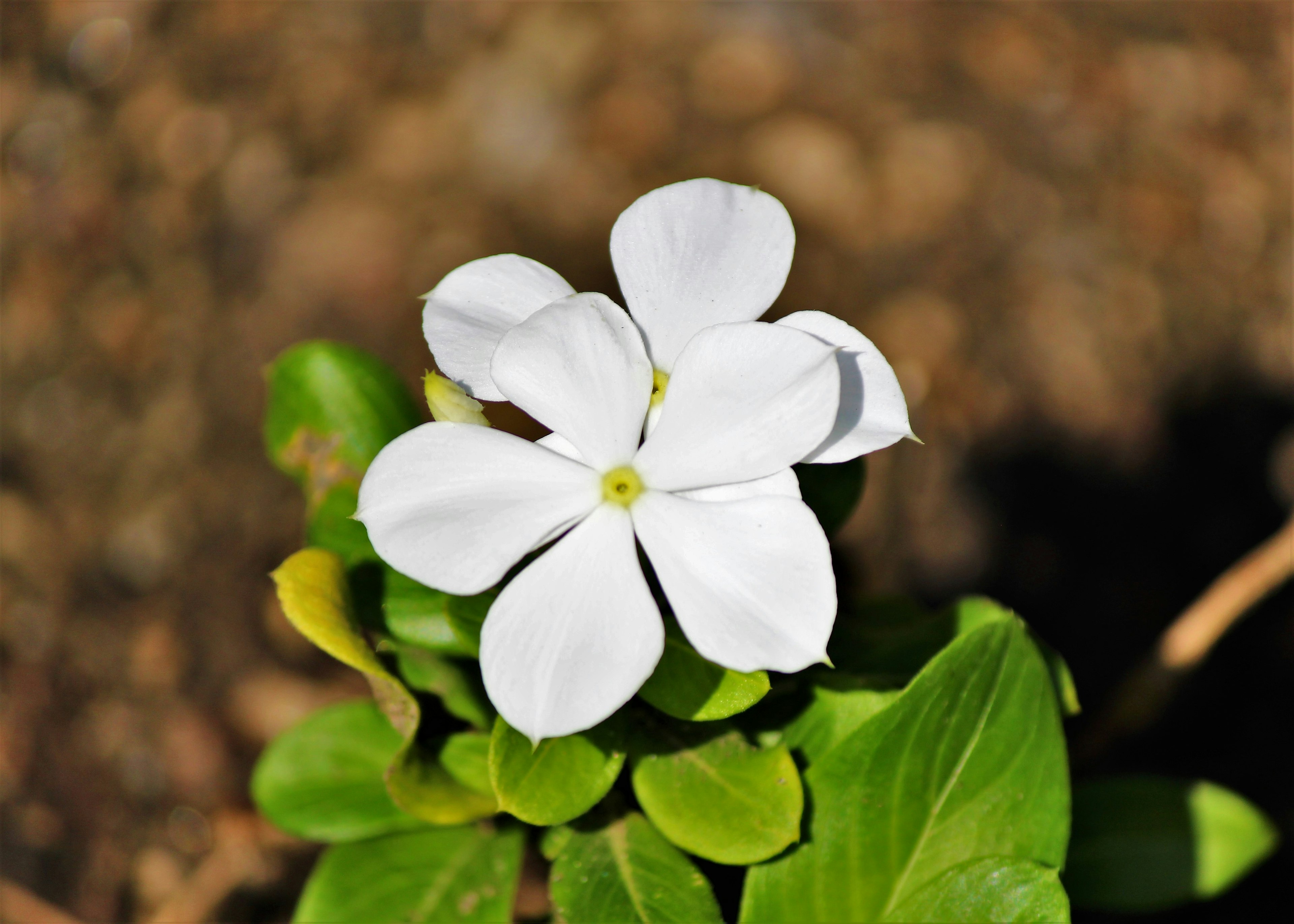 Close-up bunga putih dengan daun hijau