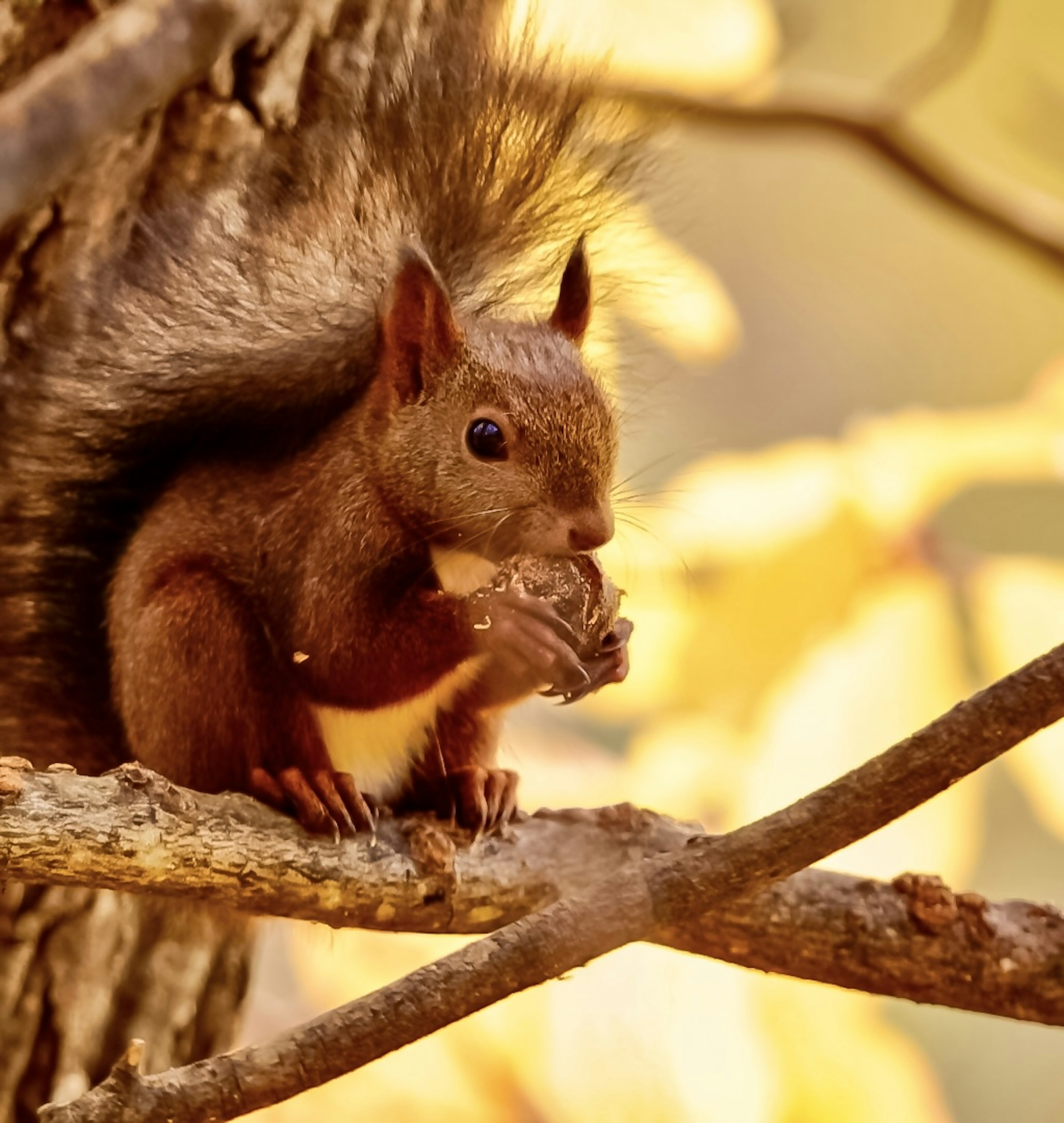 Ein Eichhörnchen sitzt auf einem Ast und hält eine Nuss mit gelben Blättern im Hintergrund