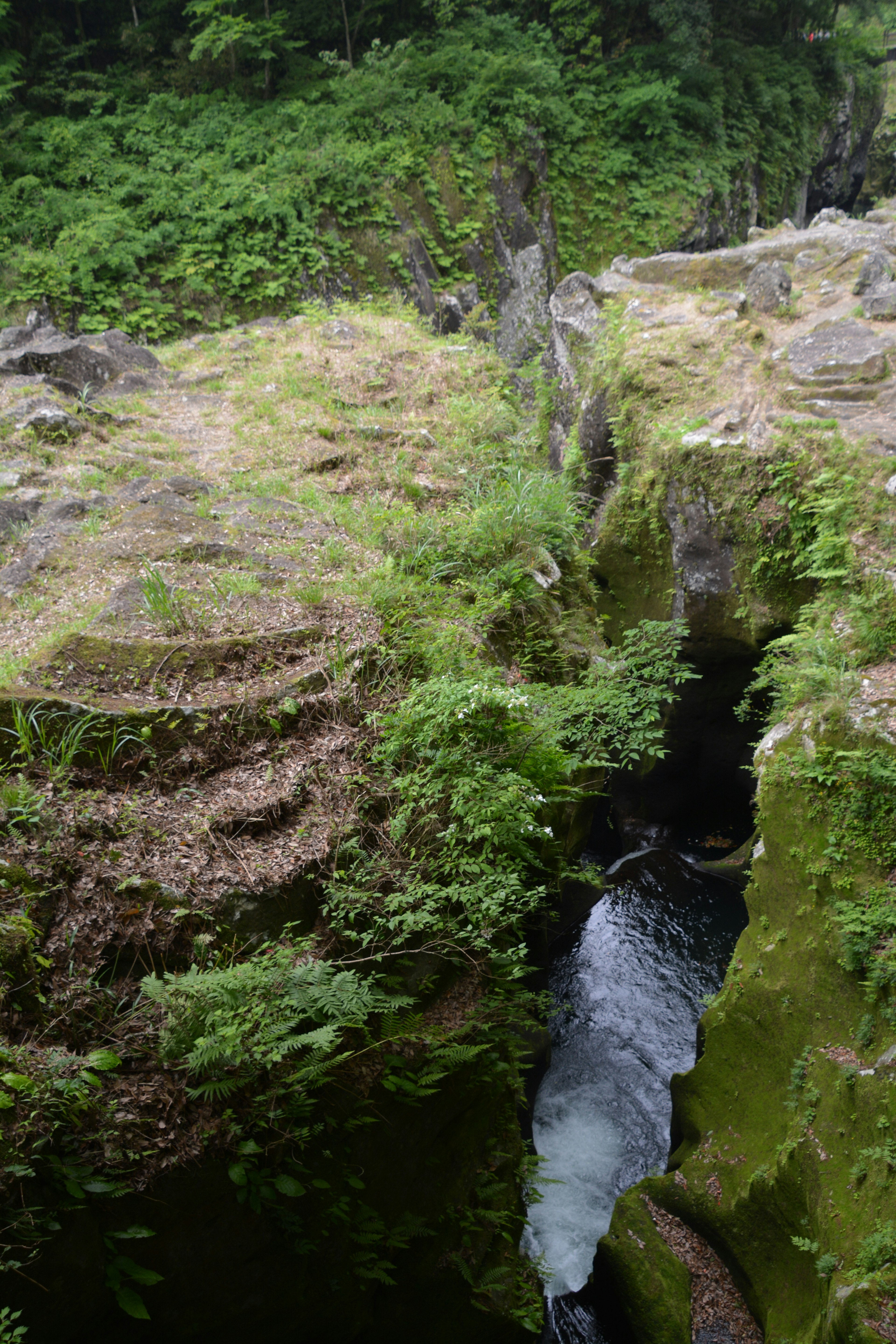 Un piccolo ruscello che scorre tra rocce coperte di muschio in una foresta lussureggiante