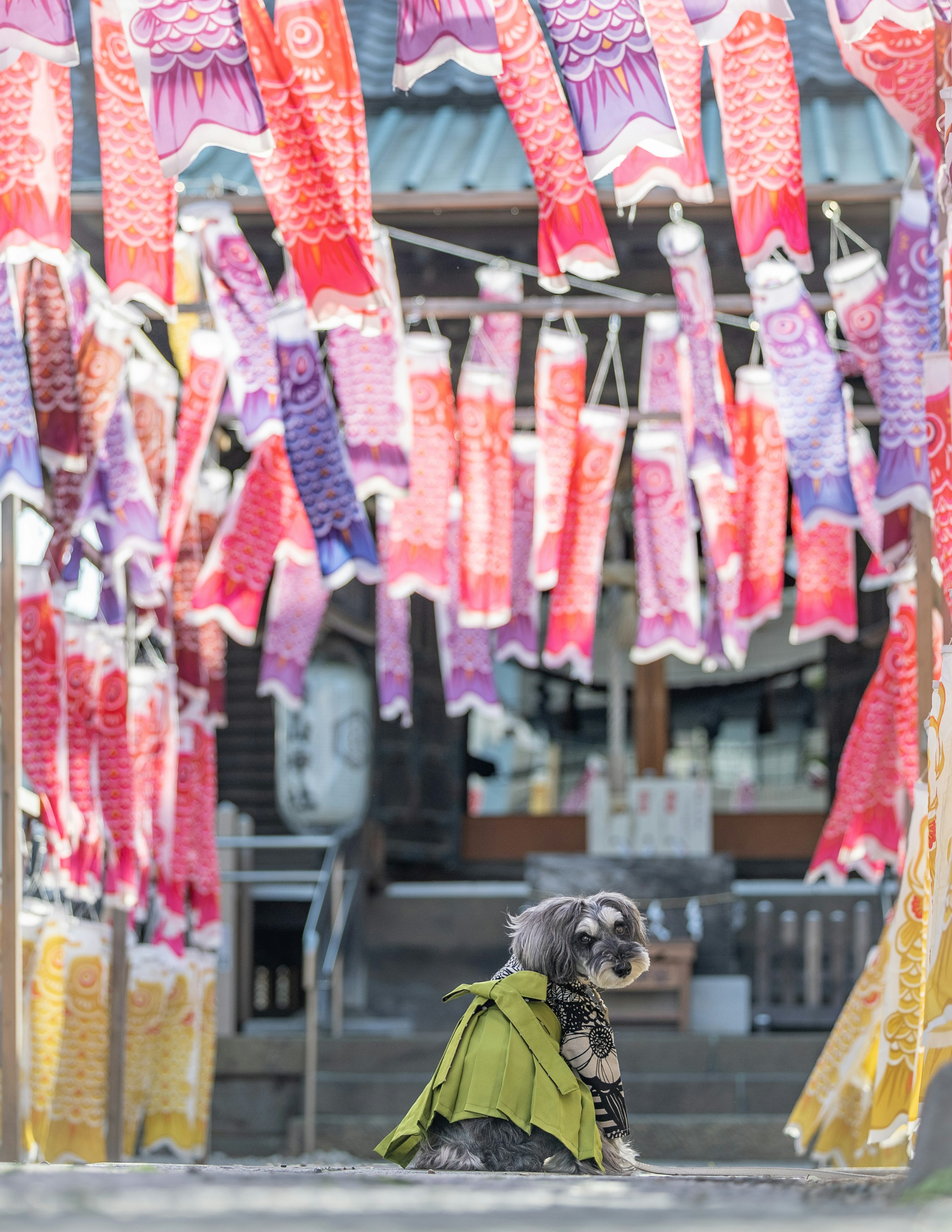 色とりどりのこいのぼりが飾られた神社の前で、緑の服を着た犬が立っている