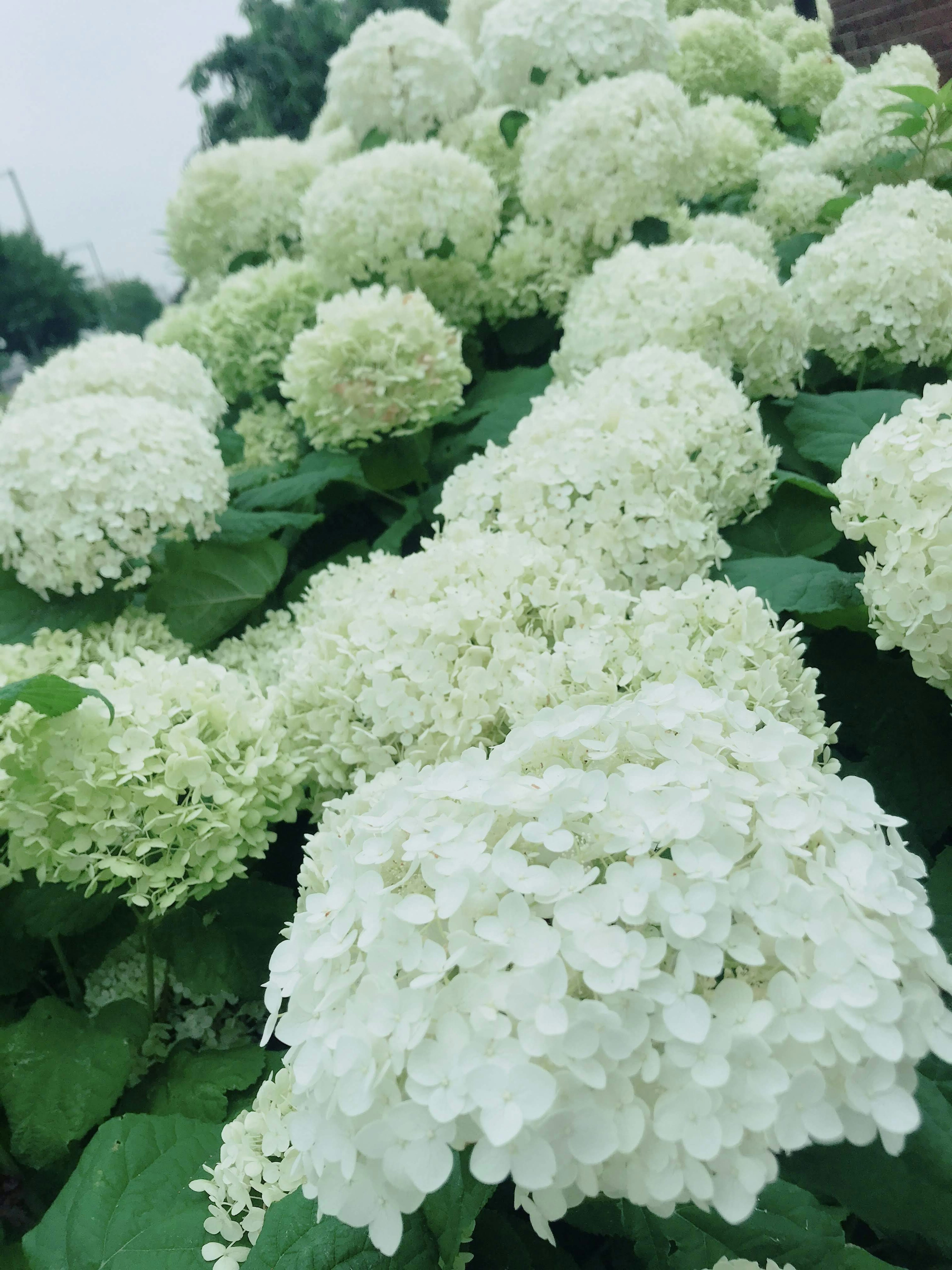 Racimo de flores de hortensia blancas rodeadas de hojas verdes