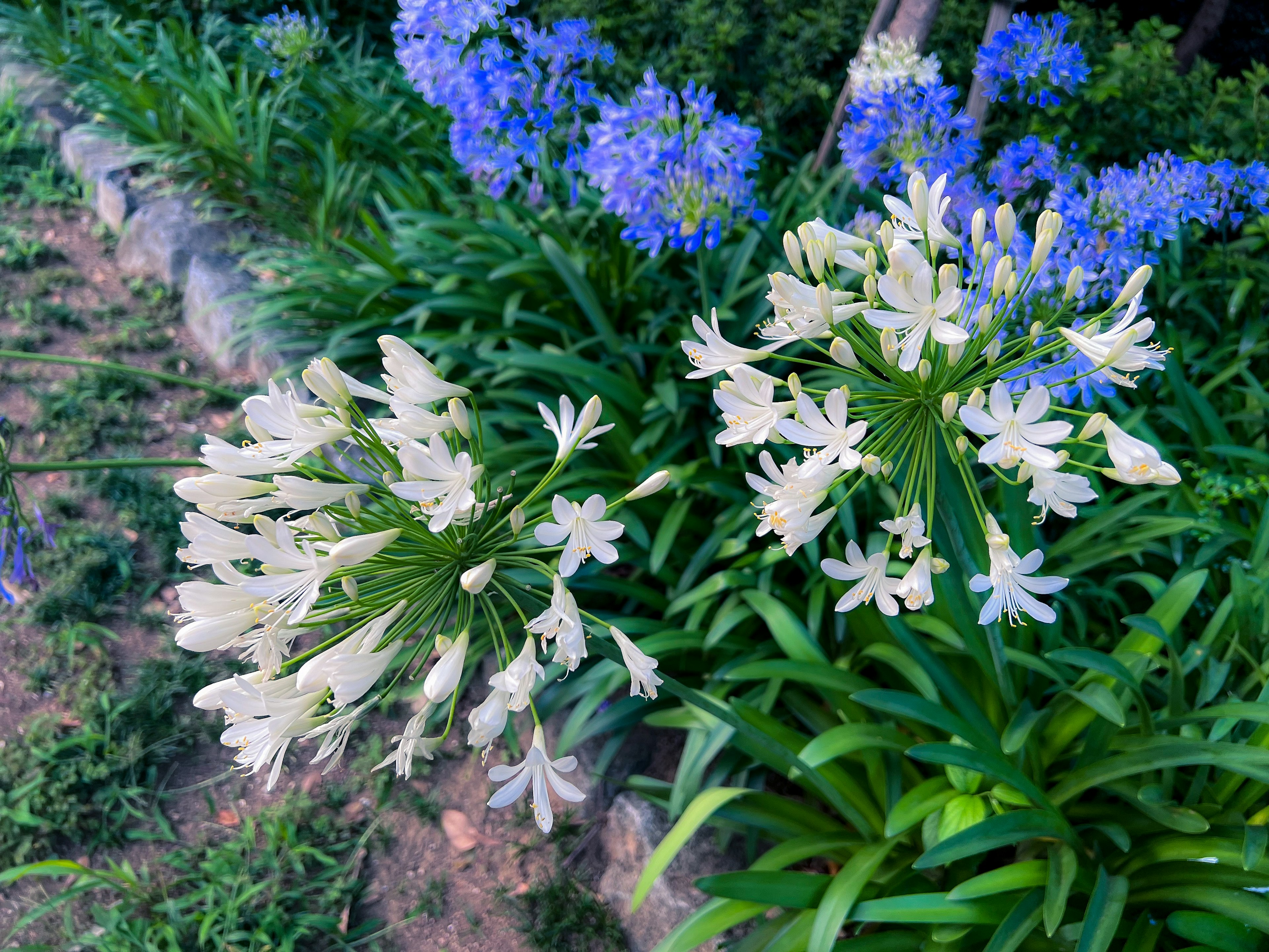 A close-up of white flowers among vibrant blue flowers in a lush green garden