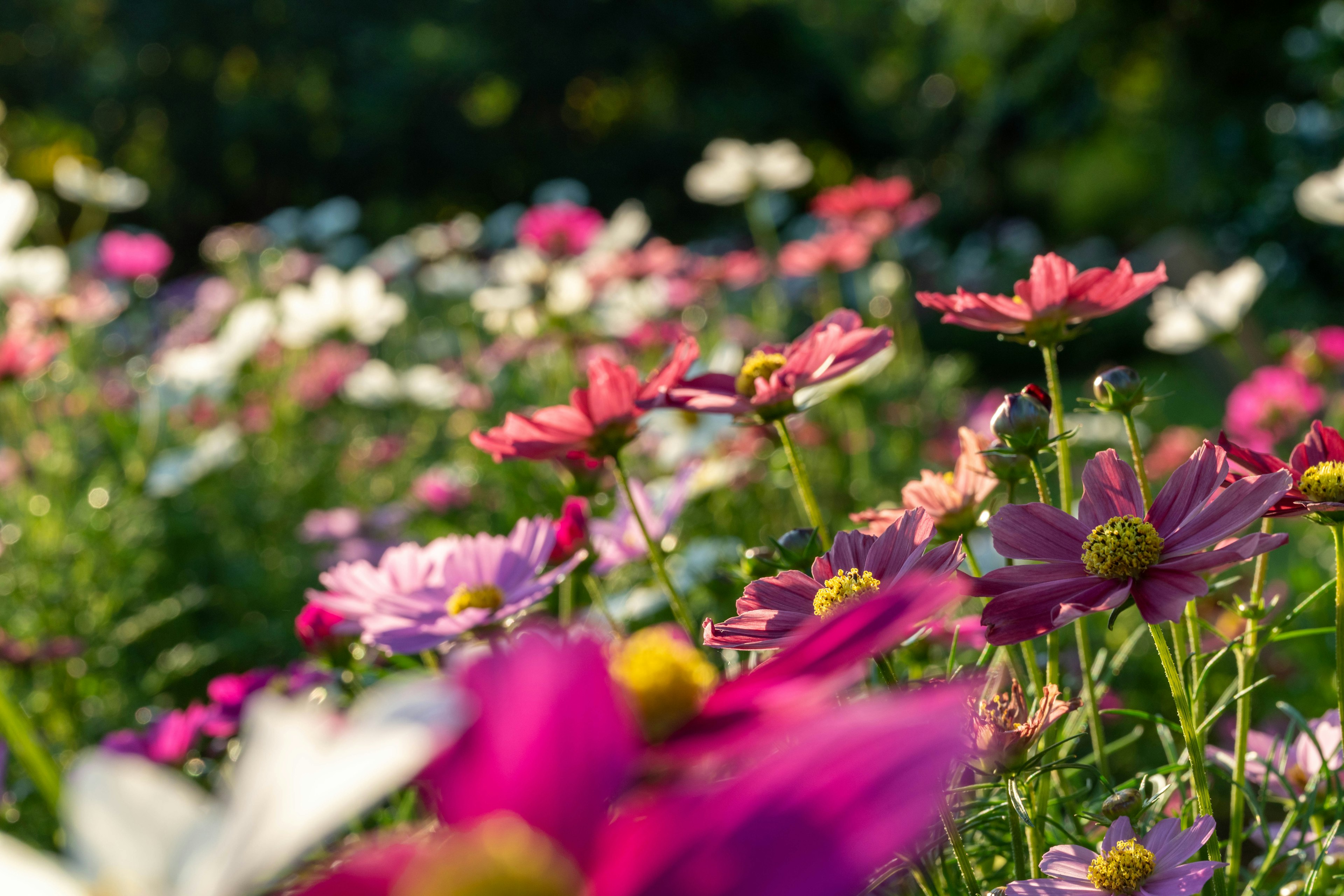 A vibrant scene of blooming flowers featuring bright pink and white blossoms