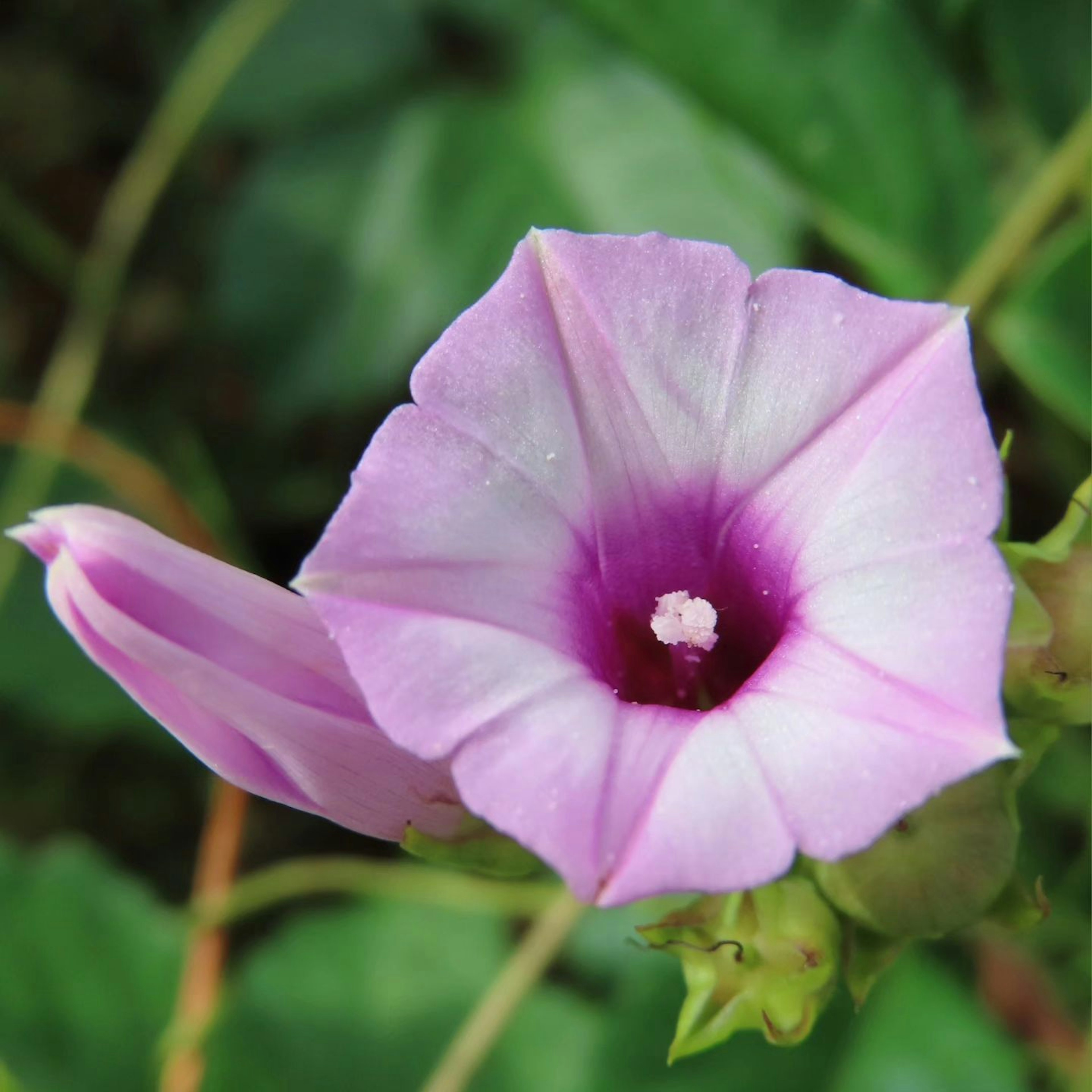 Sebuah bunga pink yang indah dengan pusat ungu dikelilingi daun hijau