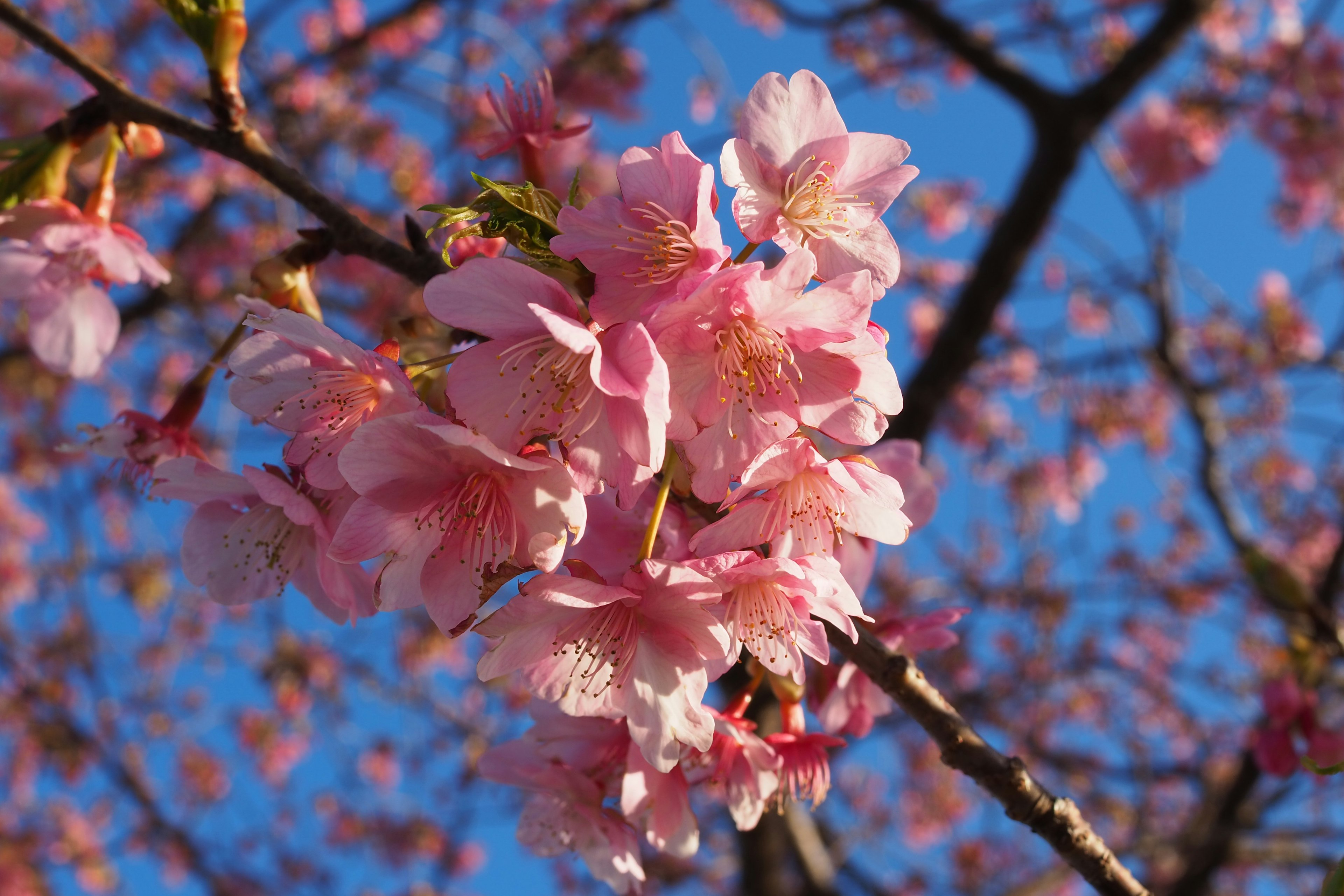 Bunga sakura mekar di latar belakang langit biru