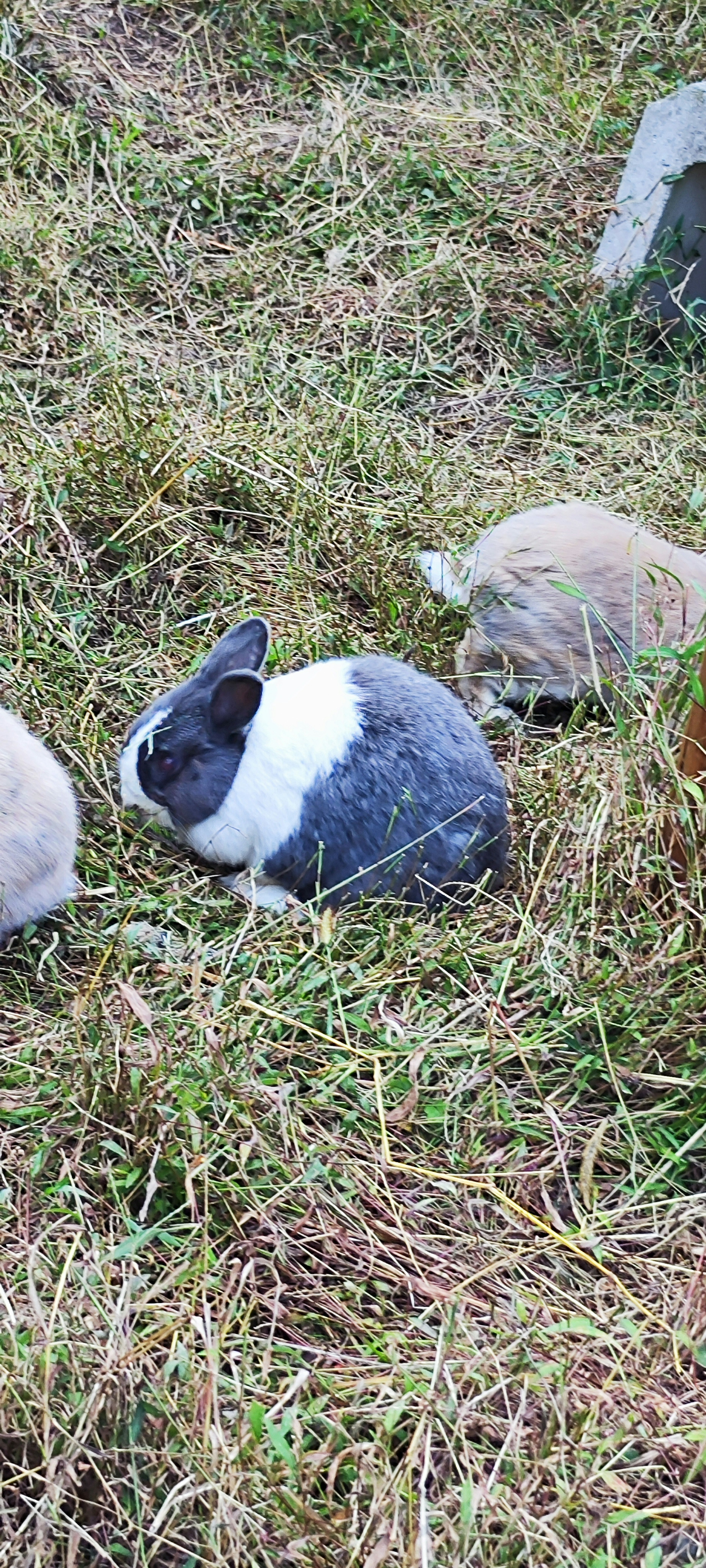 Rabbits in grass featuring a gray and white rabbit alongside others