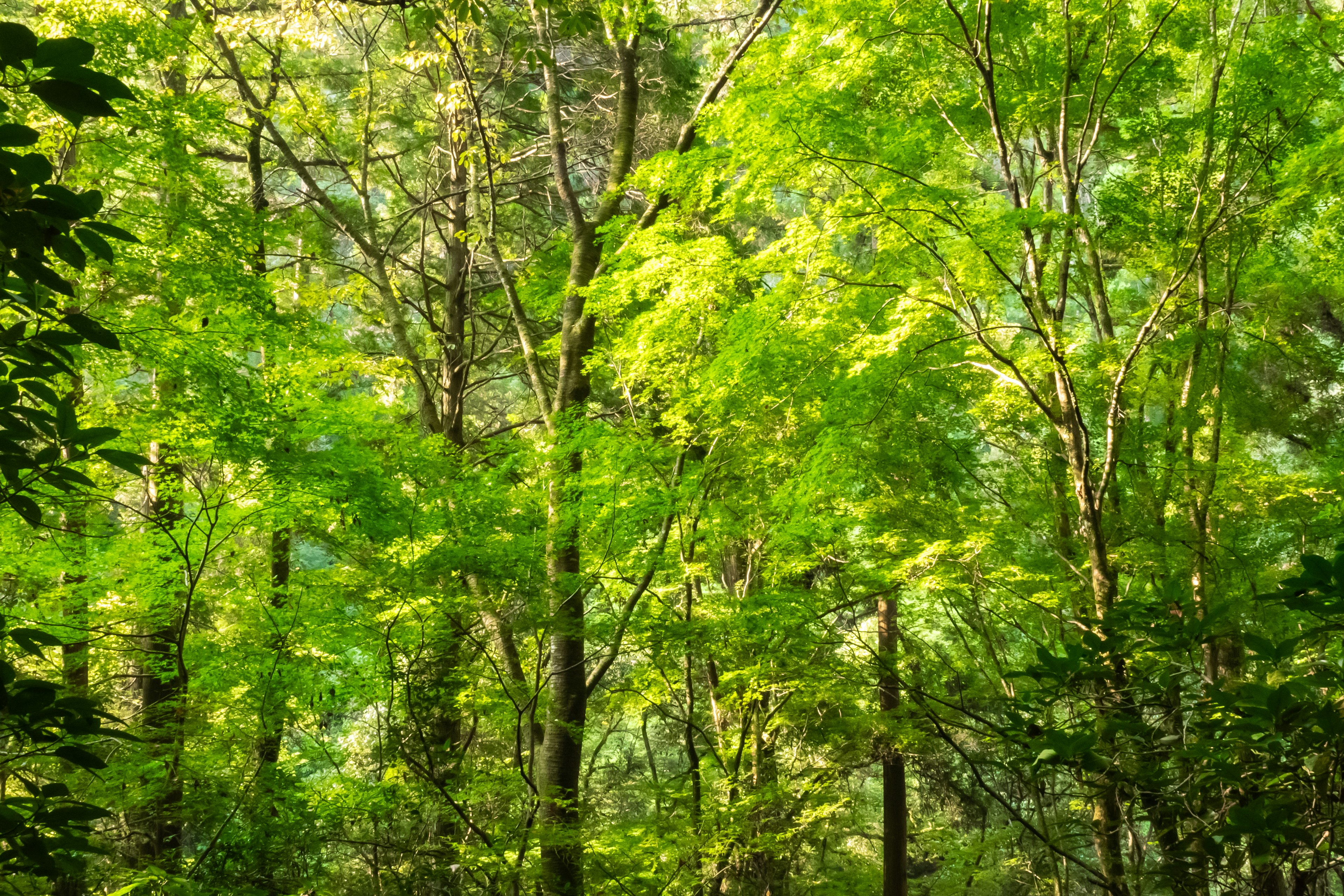 Alberi verdi lussureggianti in un vivace paesaggio forestale