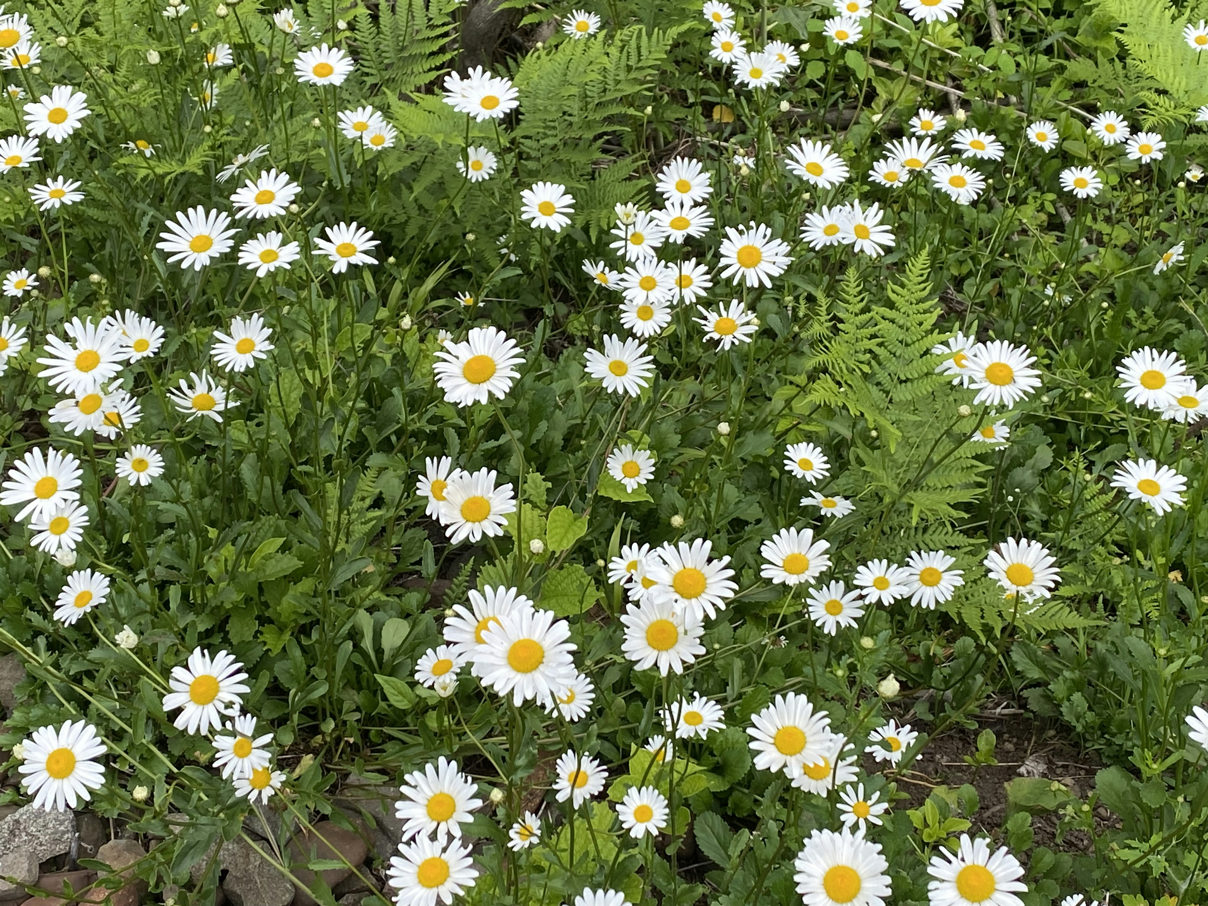 白いデイジーと緑の葉が茂る花畑