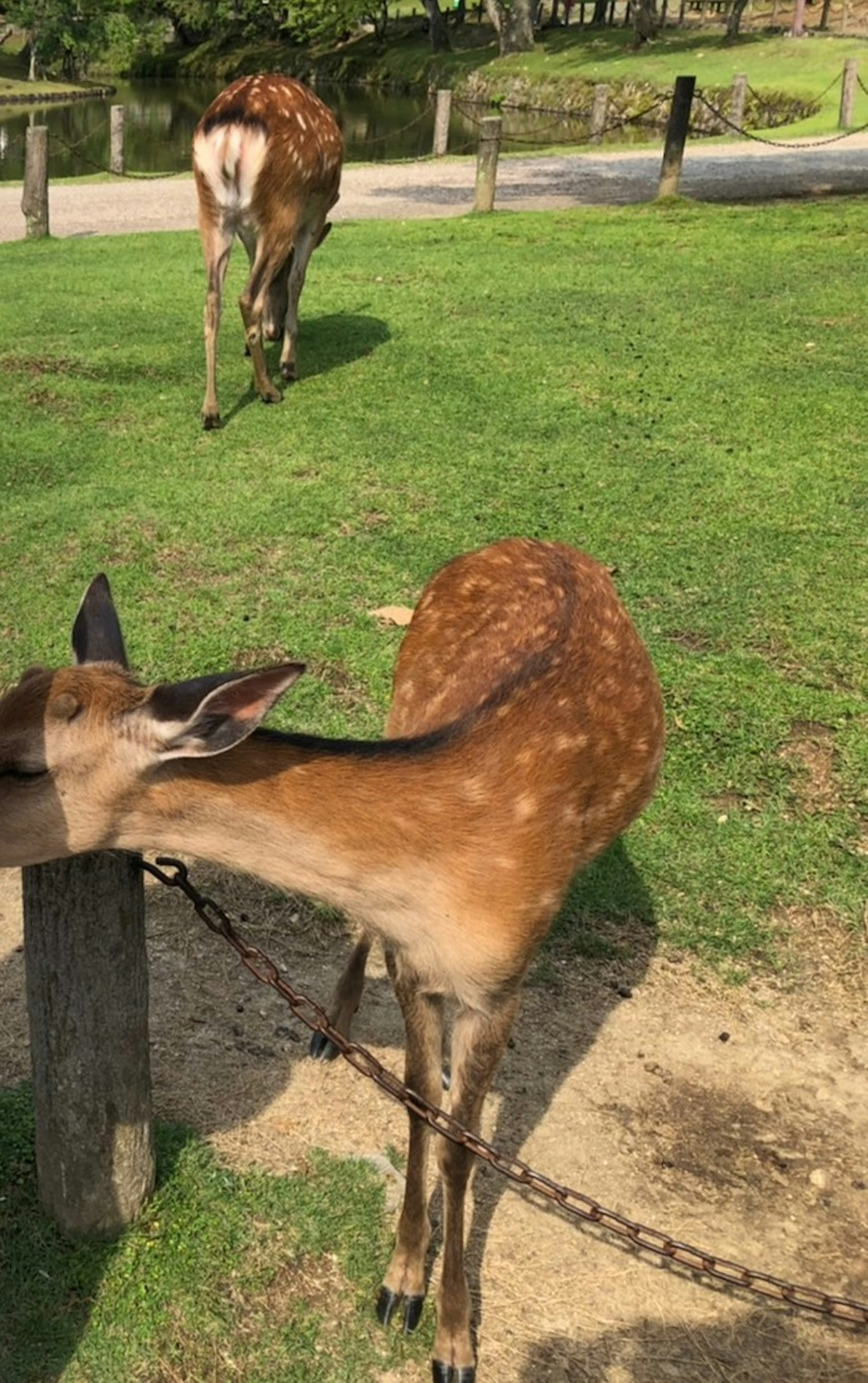 Two deer grazing on a grassy area with a chain and post