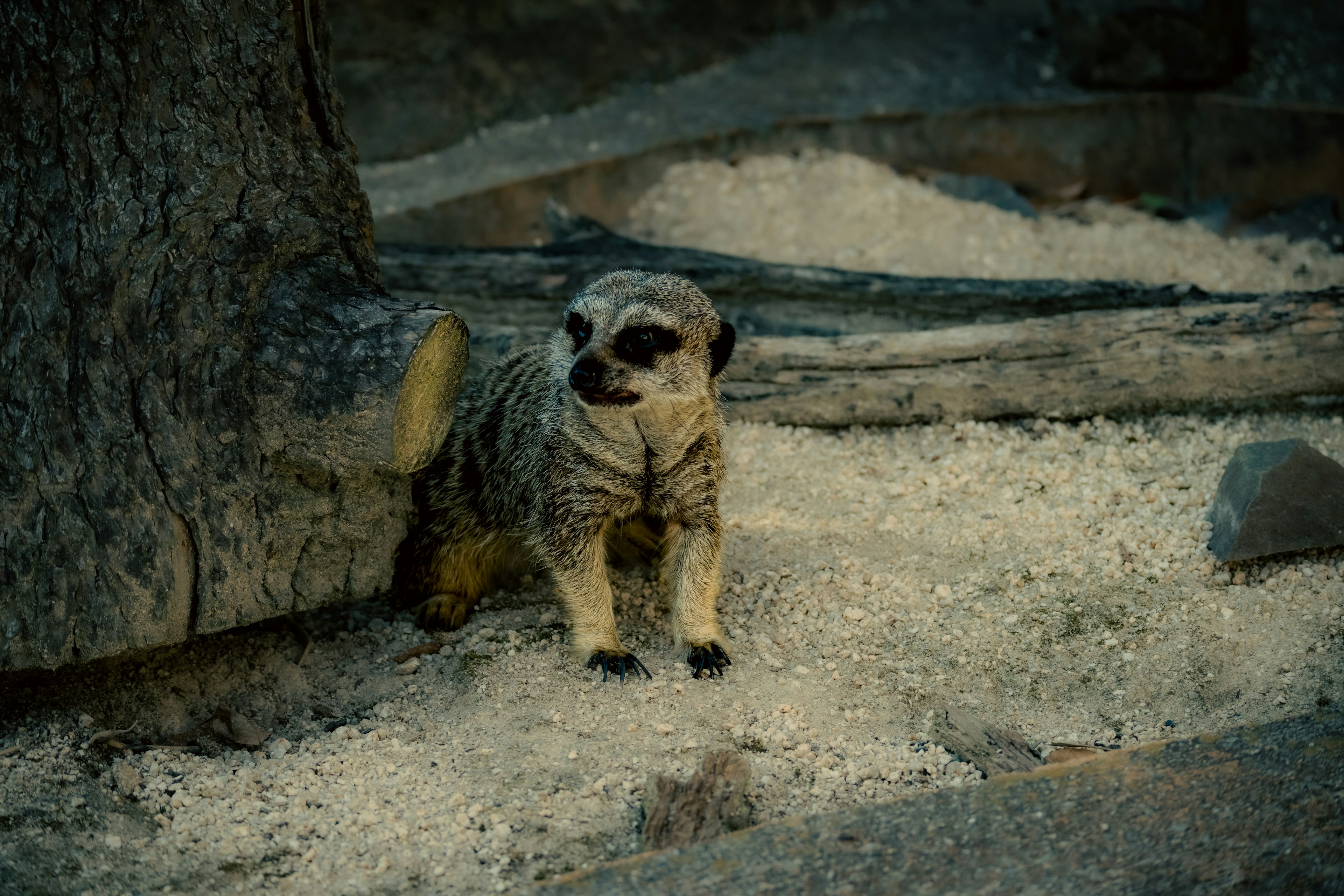 一隻類似於 mongoose 的動物坐在樹根旁