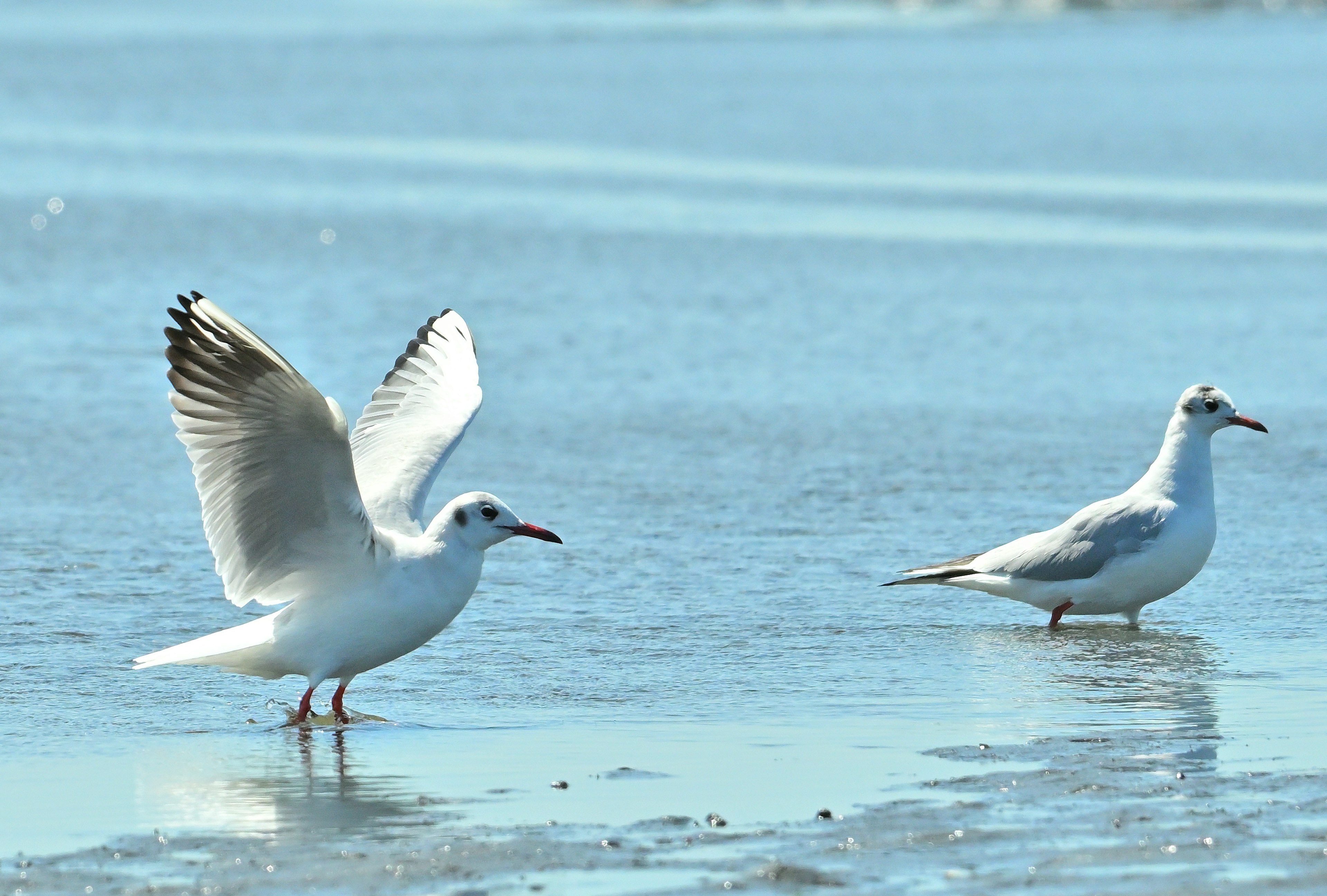 Gabbiani che giocano sulla riva con riflessi sull'acqua