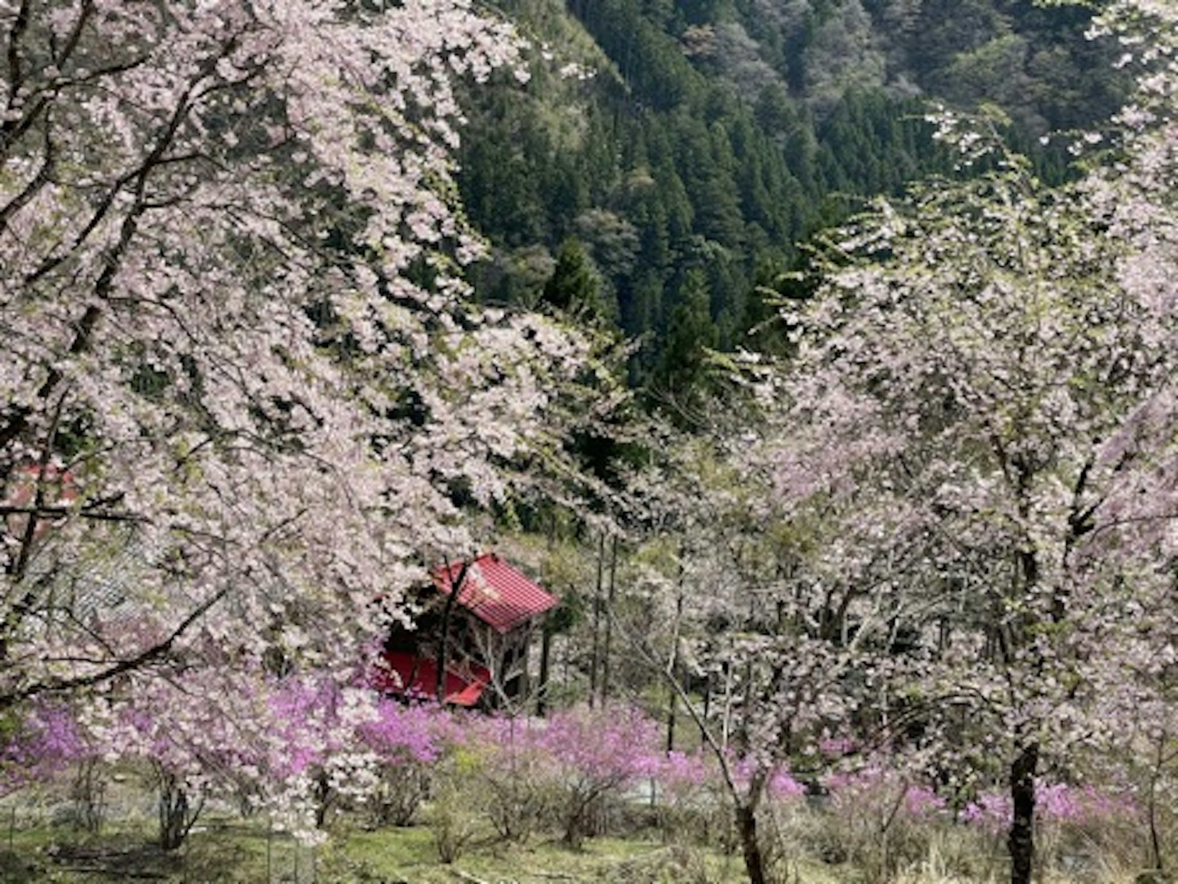 Scenic view of cherry blossoms with a red shed