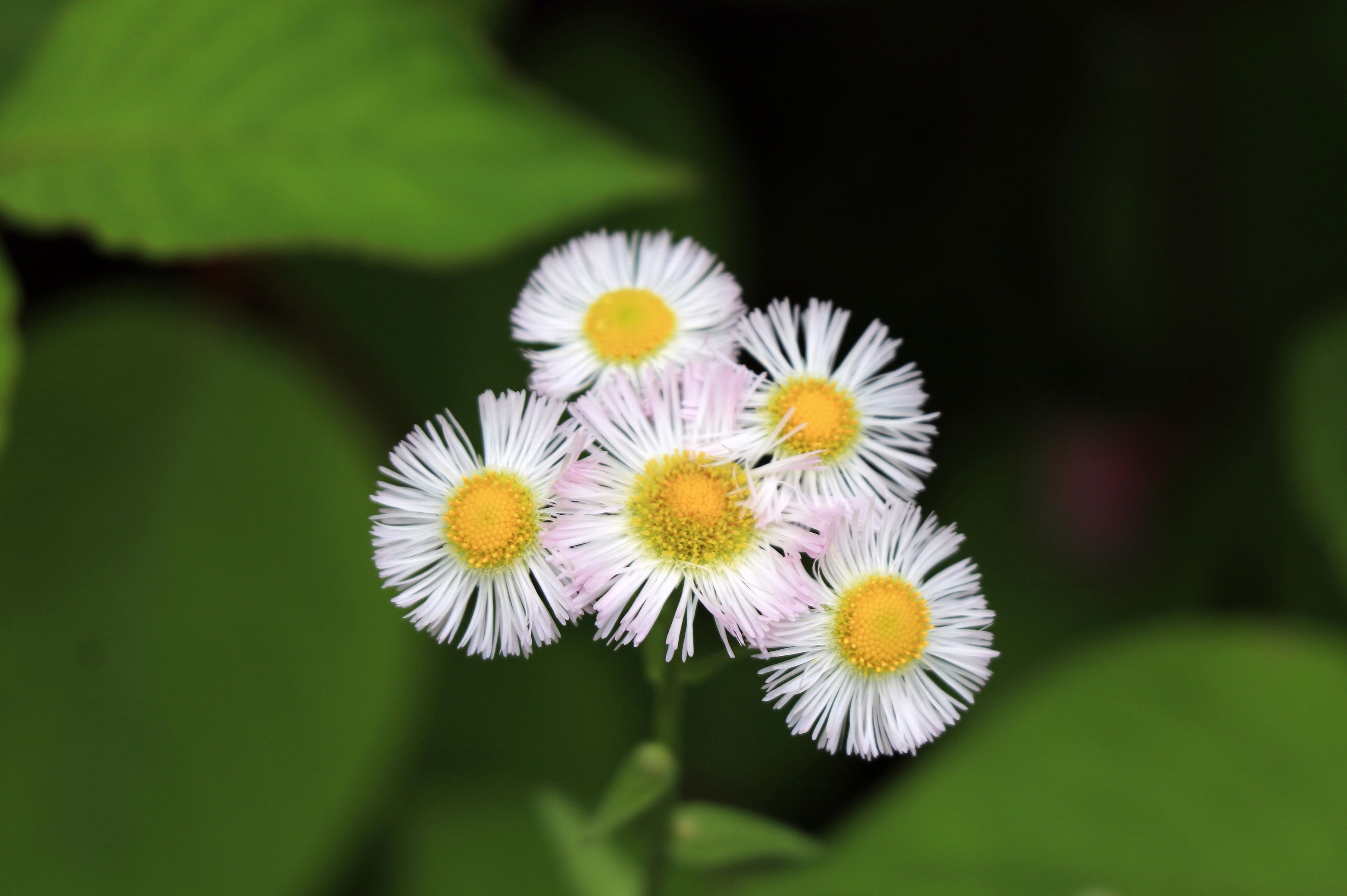 Bündel kleiner Blumen mit weißen Blütenblättern und gelben Zentren