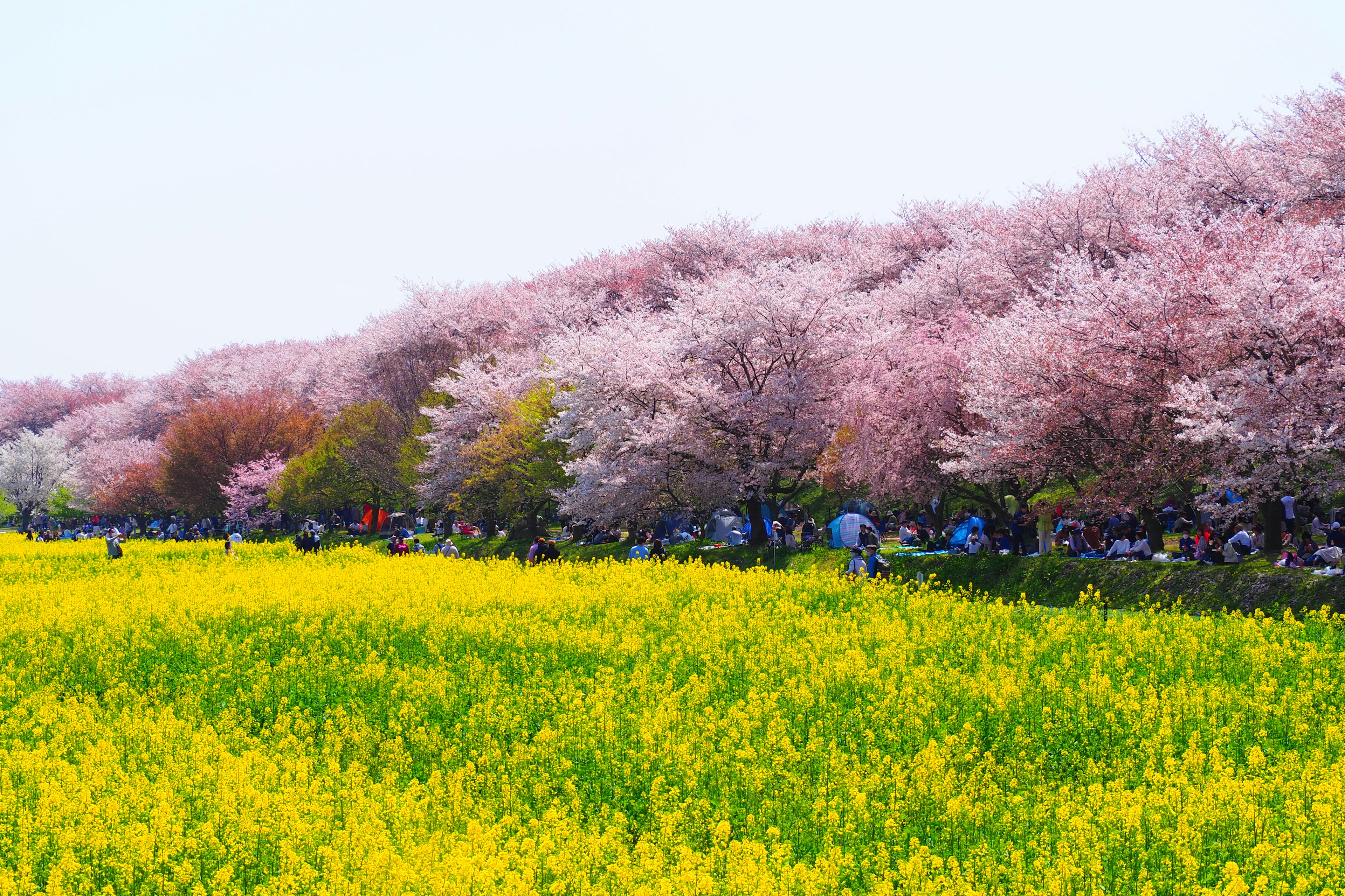 樱花树和黄色油菜花田的风景