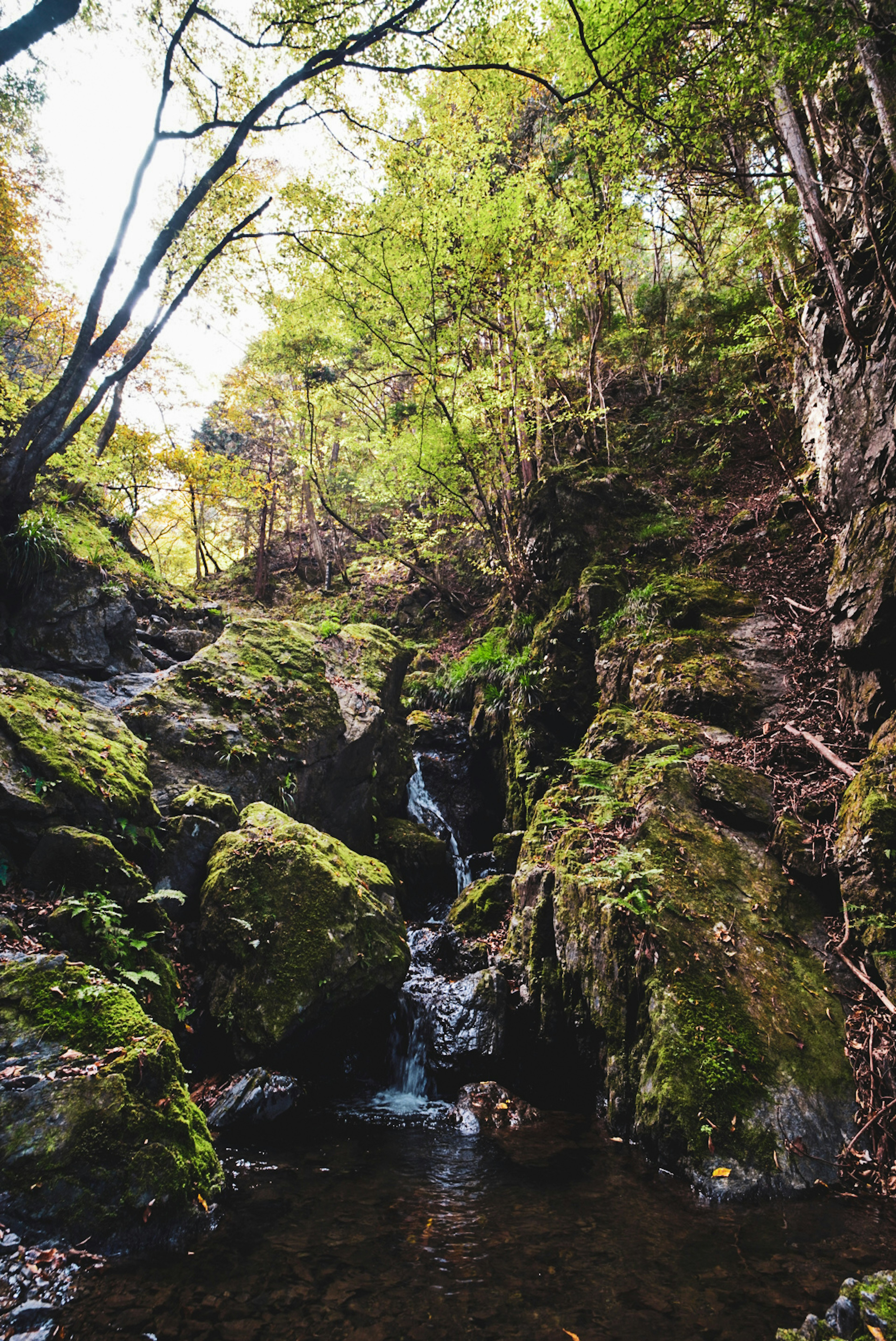 A serene waterfall surrounded by lush green trees and moss-covered rocks