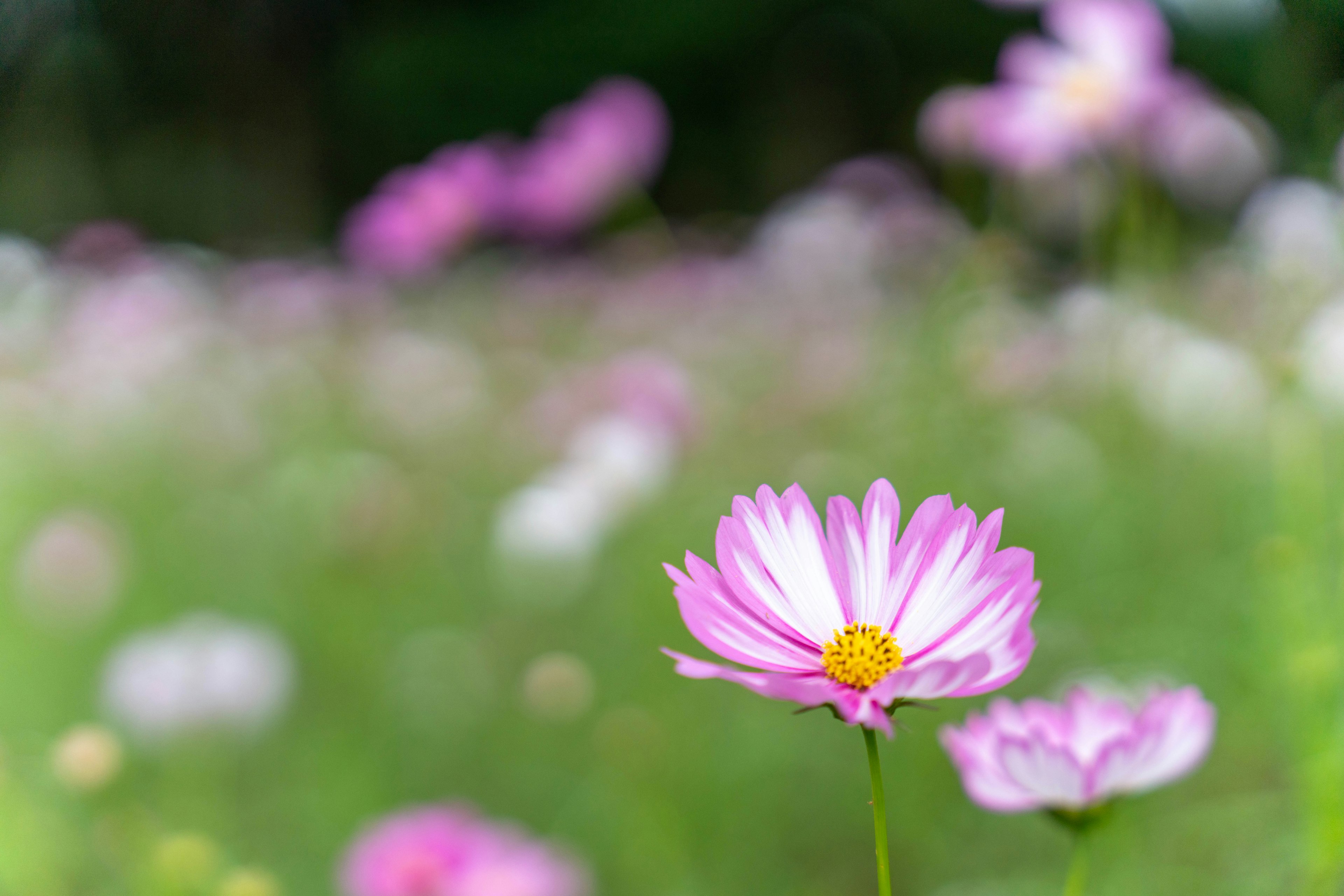 Fiori rosa vivaci in un prato con un focus morbido che evidenzia la loro bellezza