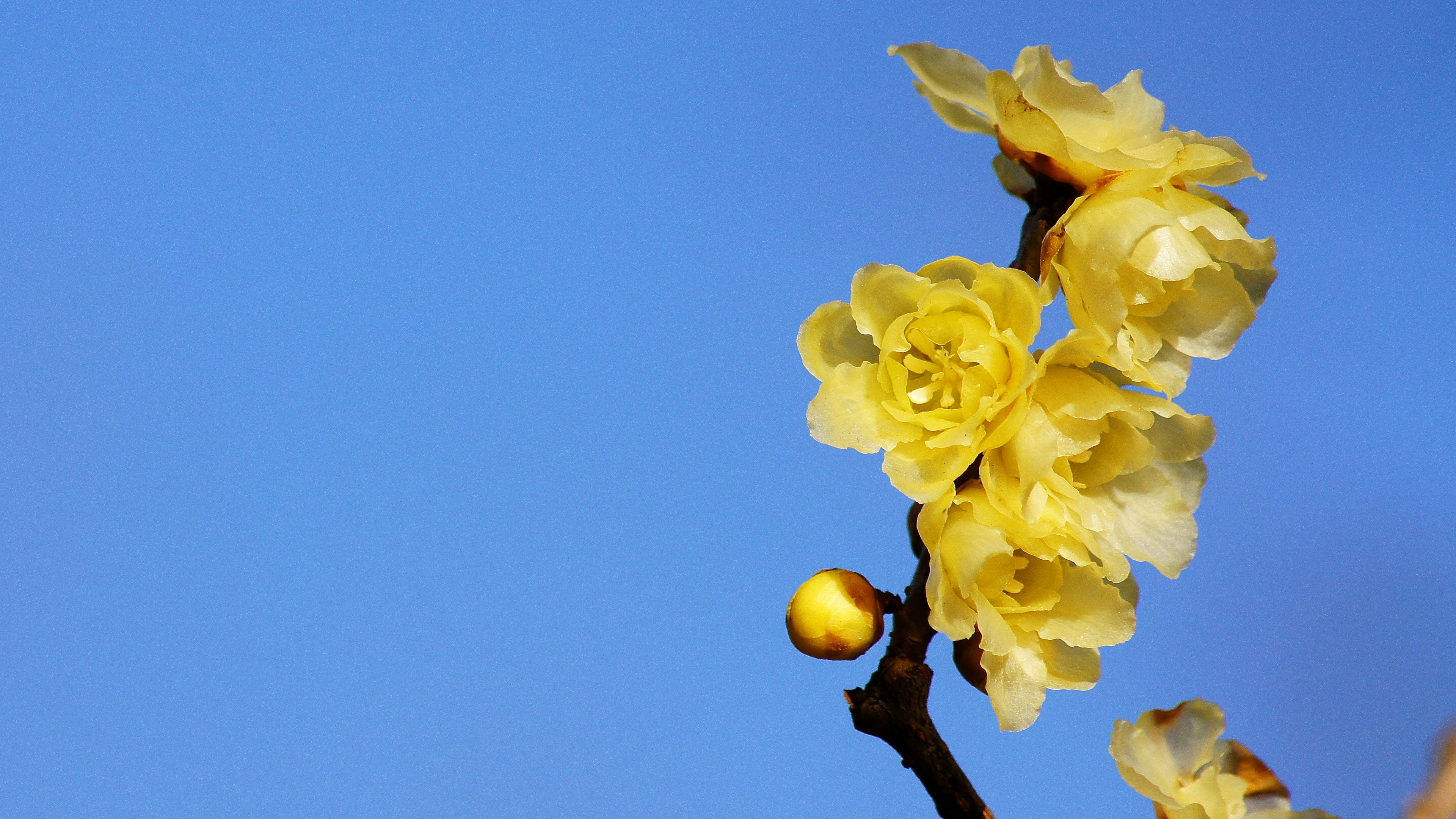 Branch of yellow flowers against a blue sky