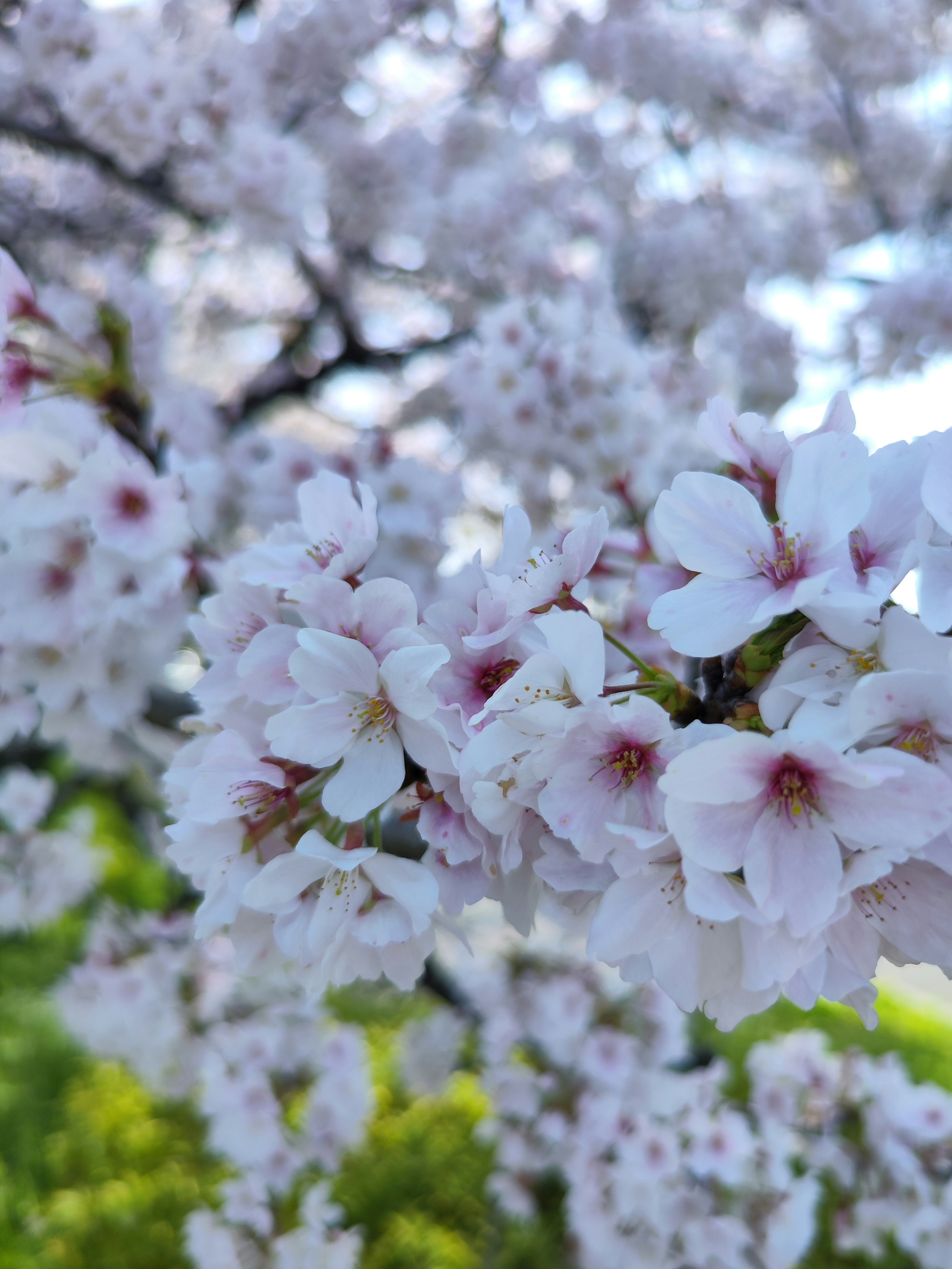 Nahaufnahme von Kirschblütenzweigen mit blassrosa Blüten vor blauem Himmel