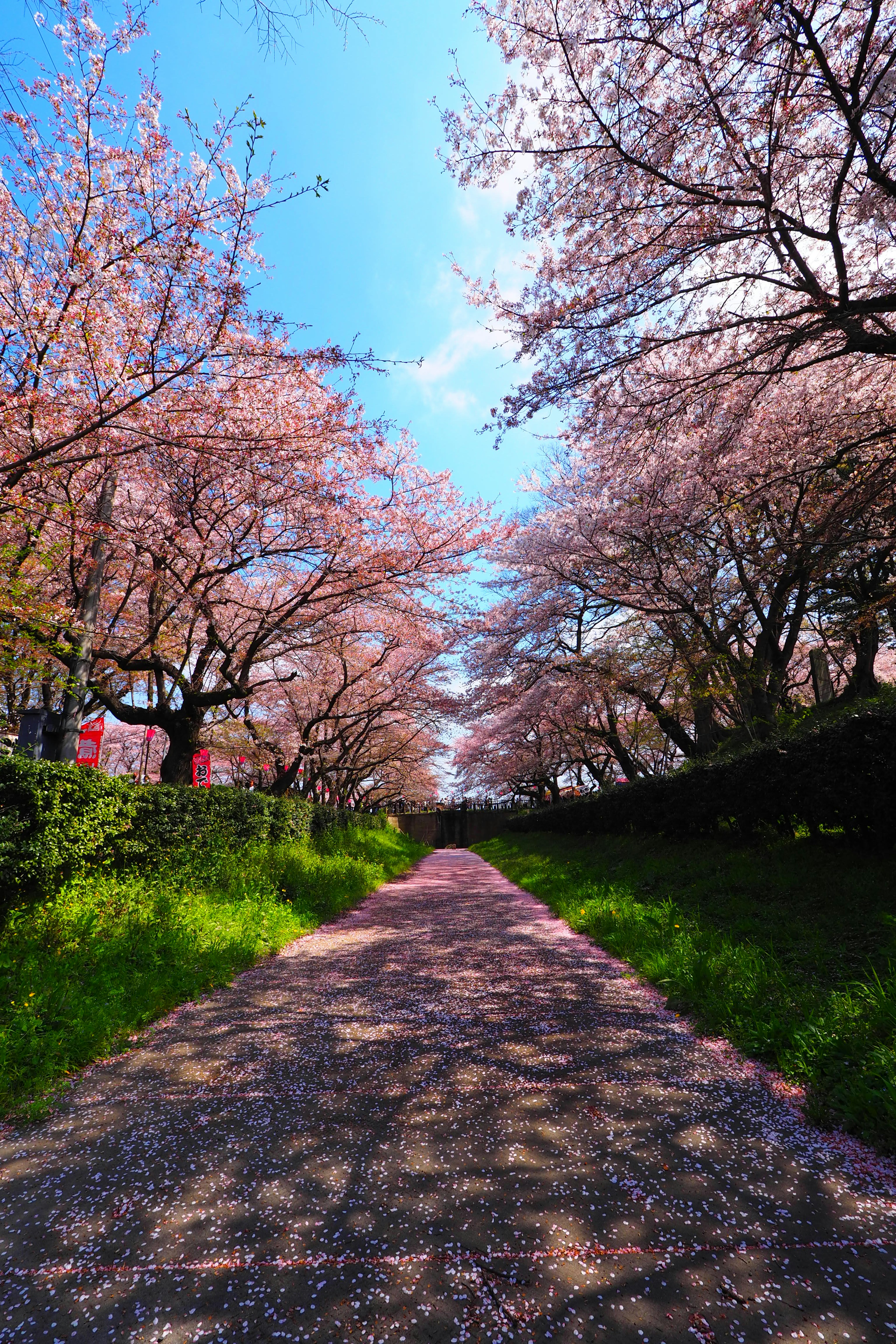 Jalan indah yang dikelilingi pohon sakura dan langit biru jernih