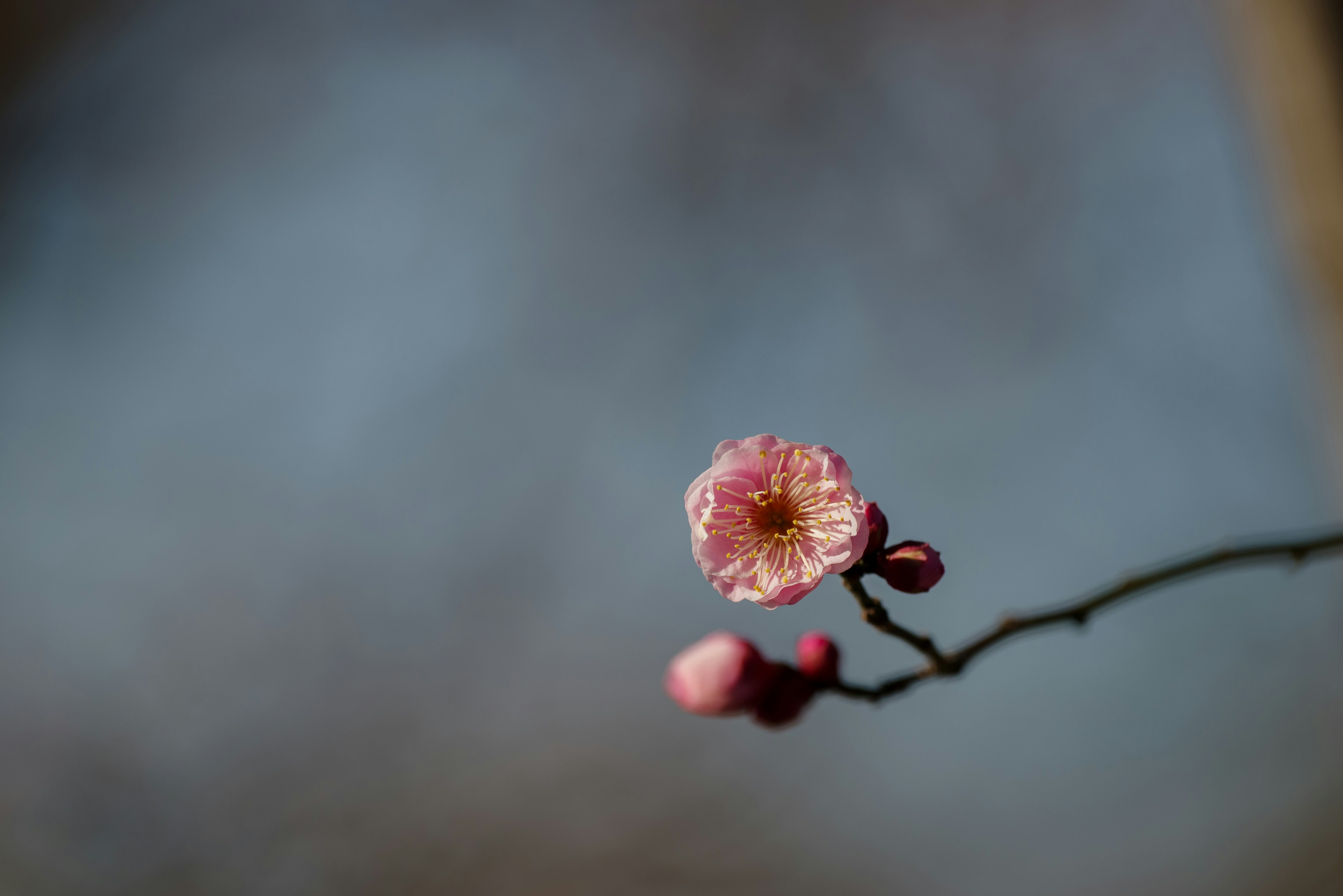 蓝色背景上的梅花