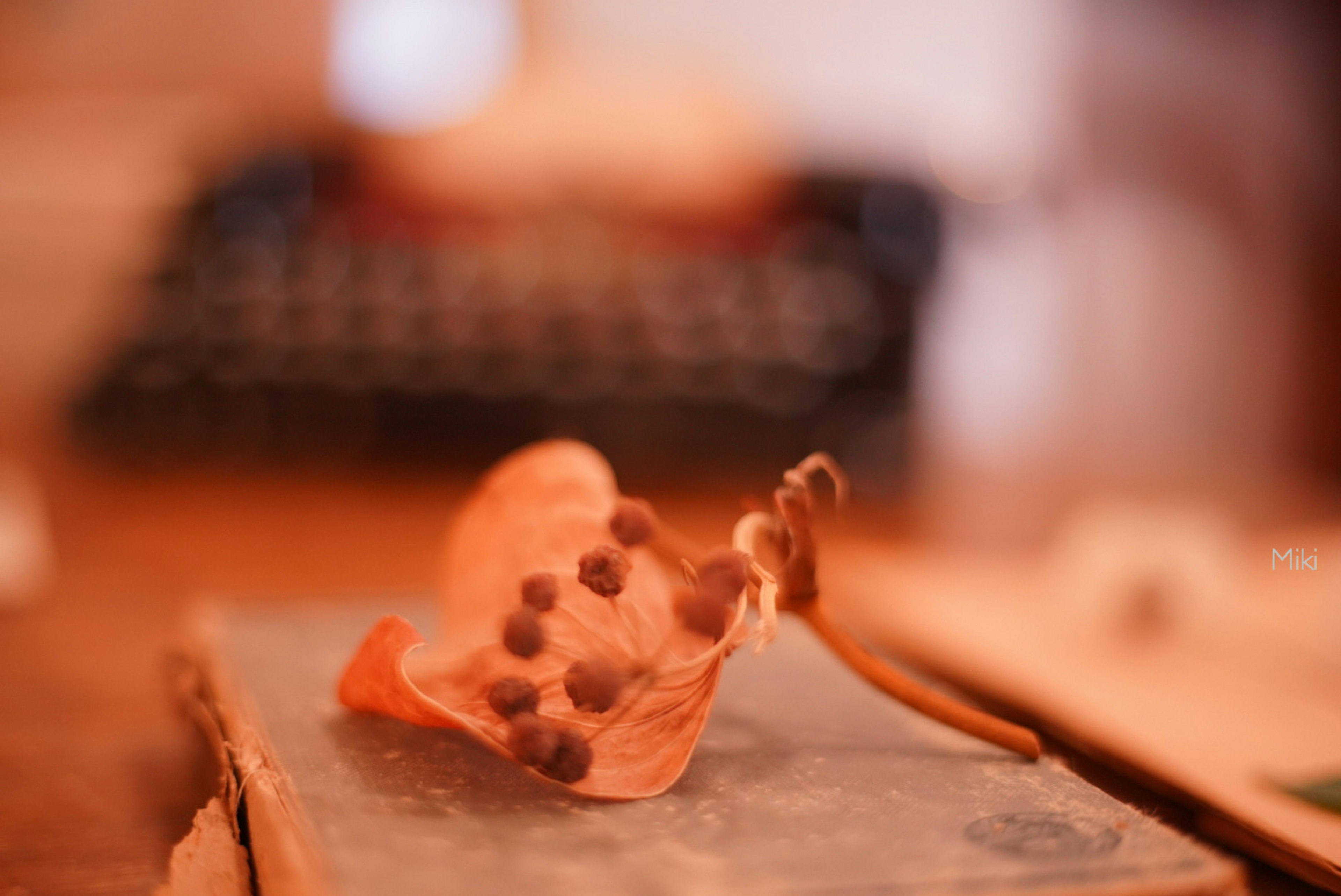 Getrocknetes Blatt mit Samen auf einem Holztisch