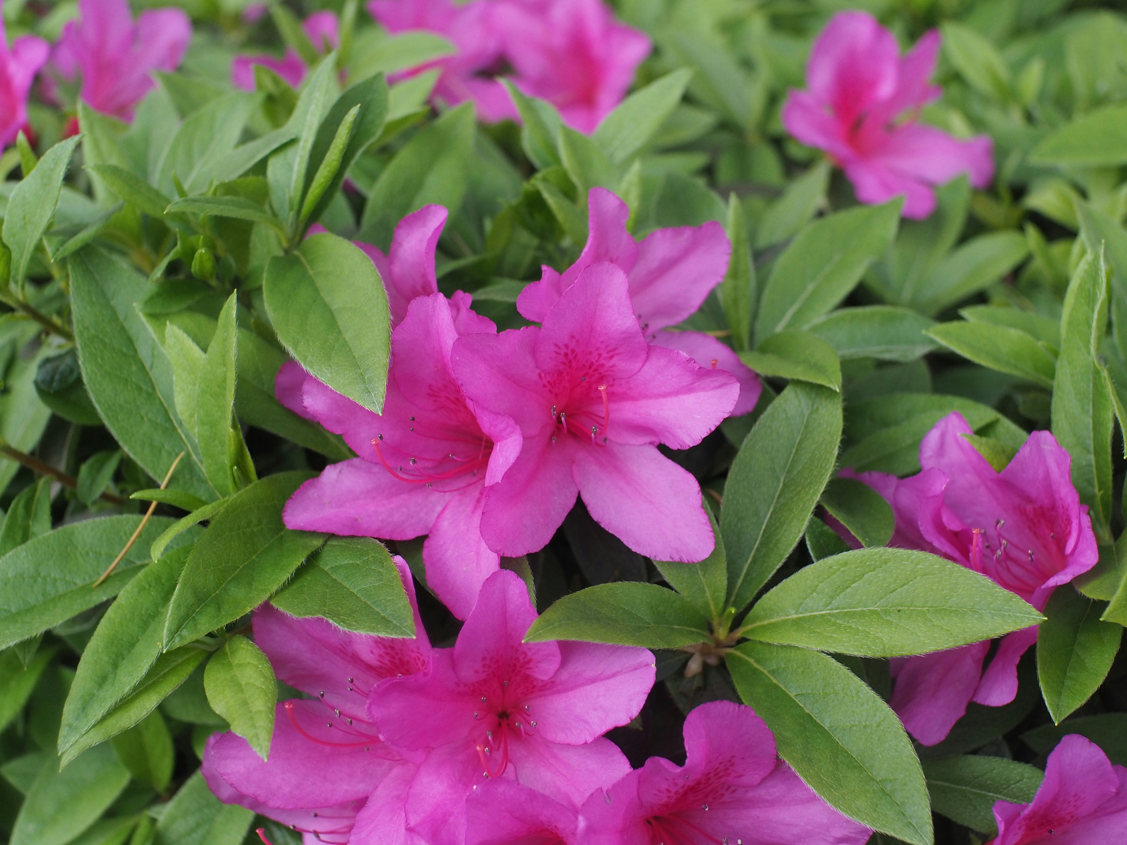 Flores de azalea rosa vibrante con hojas verdes exuberantes