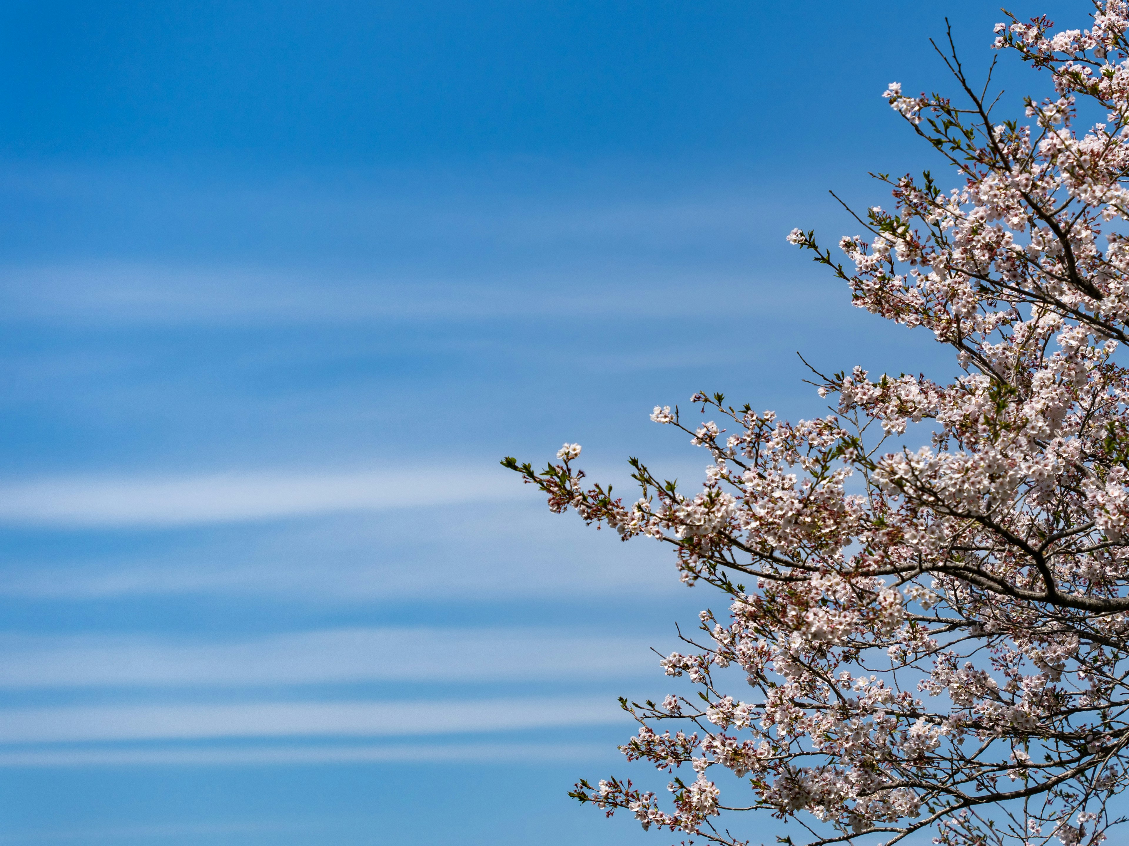 青空に咲く桜の花が映える美しい風景