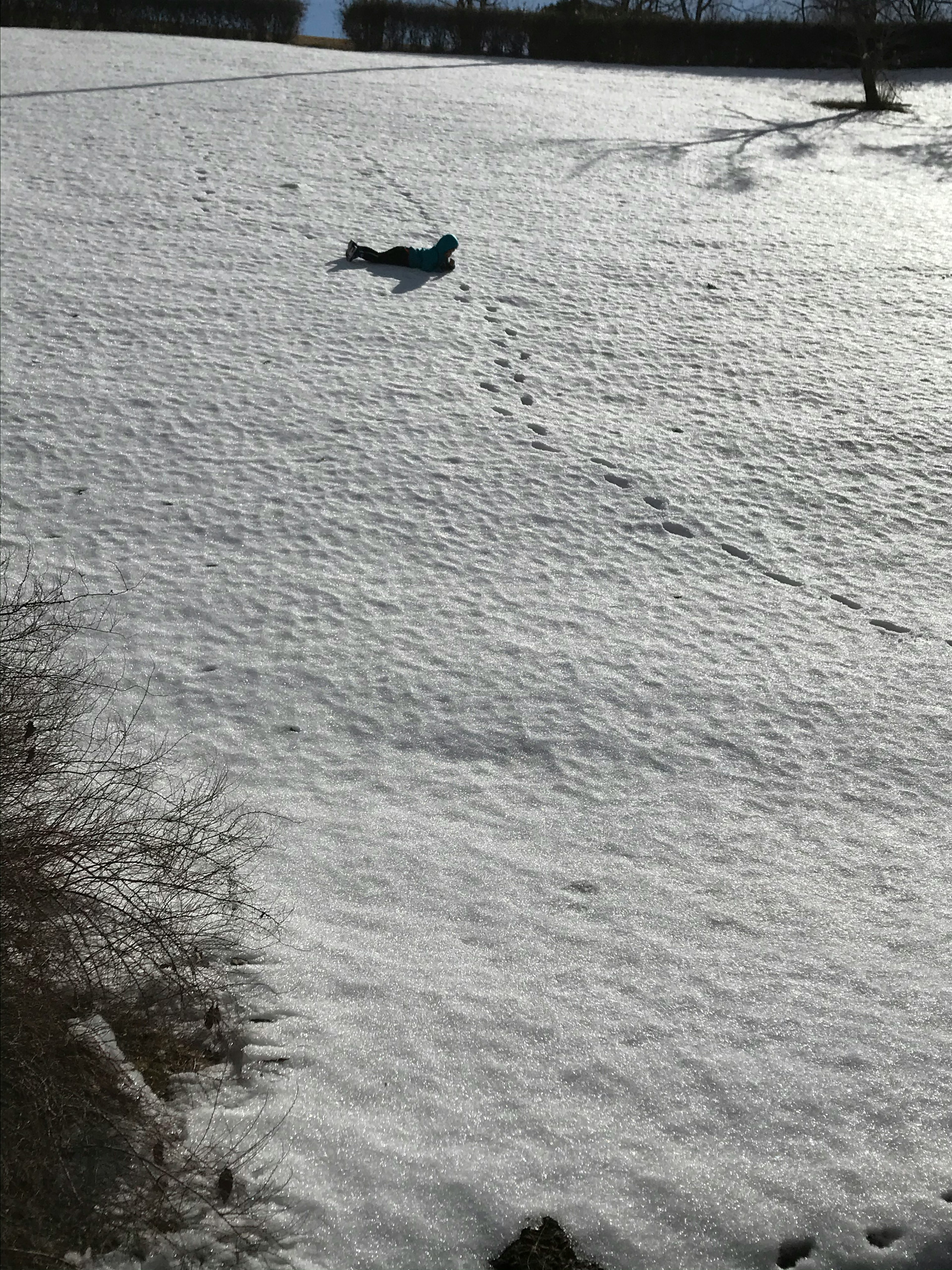 Un chien allongé sur la neige avec des empreintes de pattes visibles autour de lui