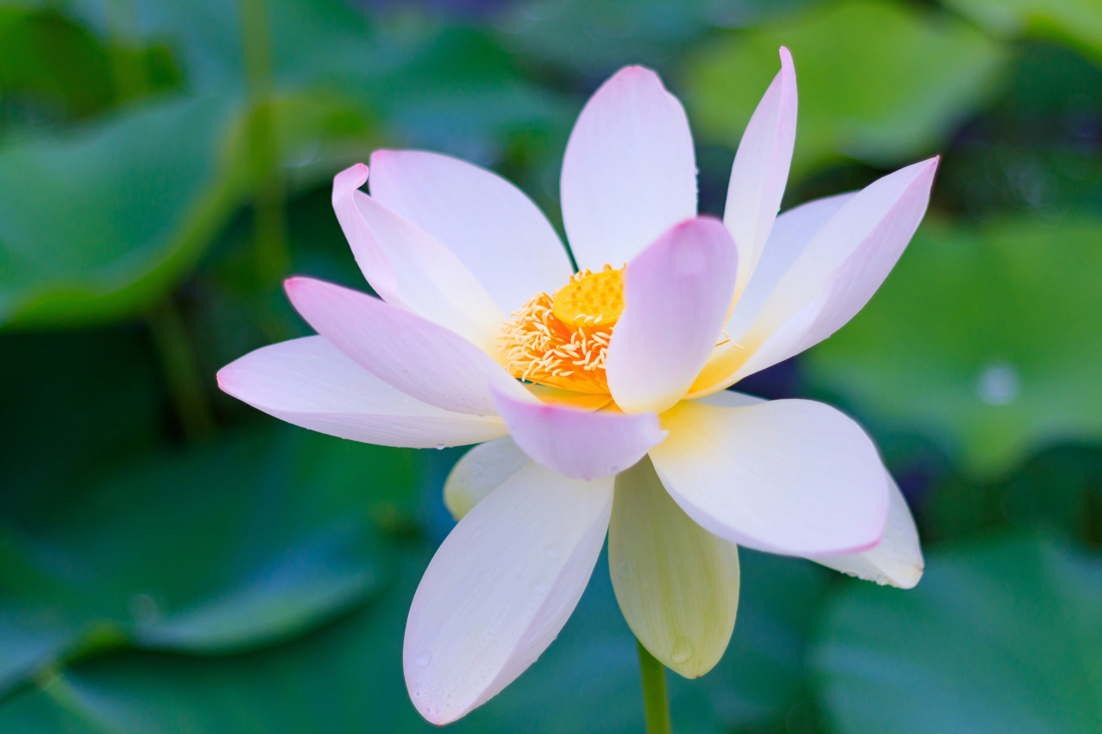 Une belle fleur de lotus épanouie au-dessus de feuilles vertes