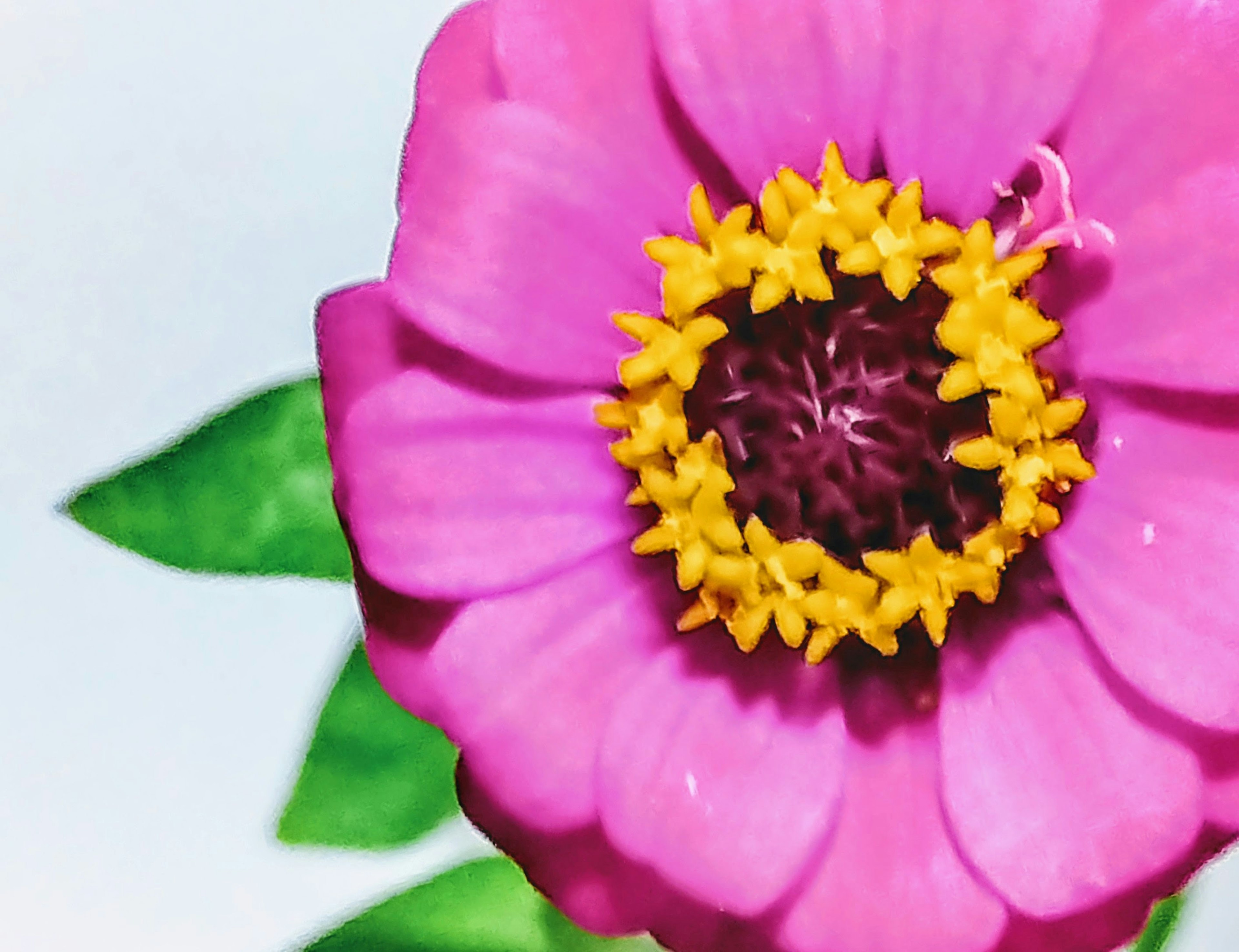 鮮やかなピンクの花と黄色の中心部が特徴の花のクローズアップ