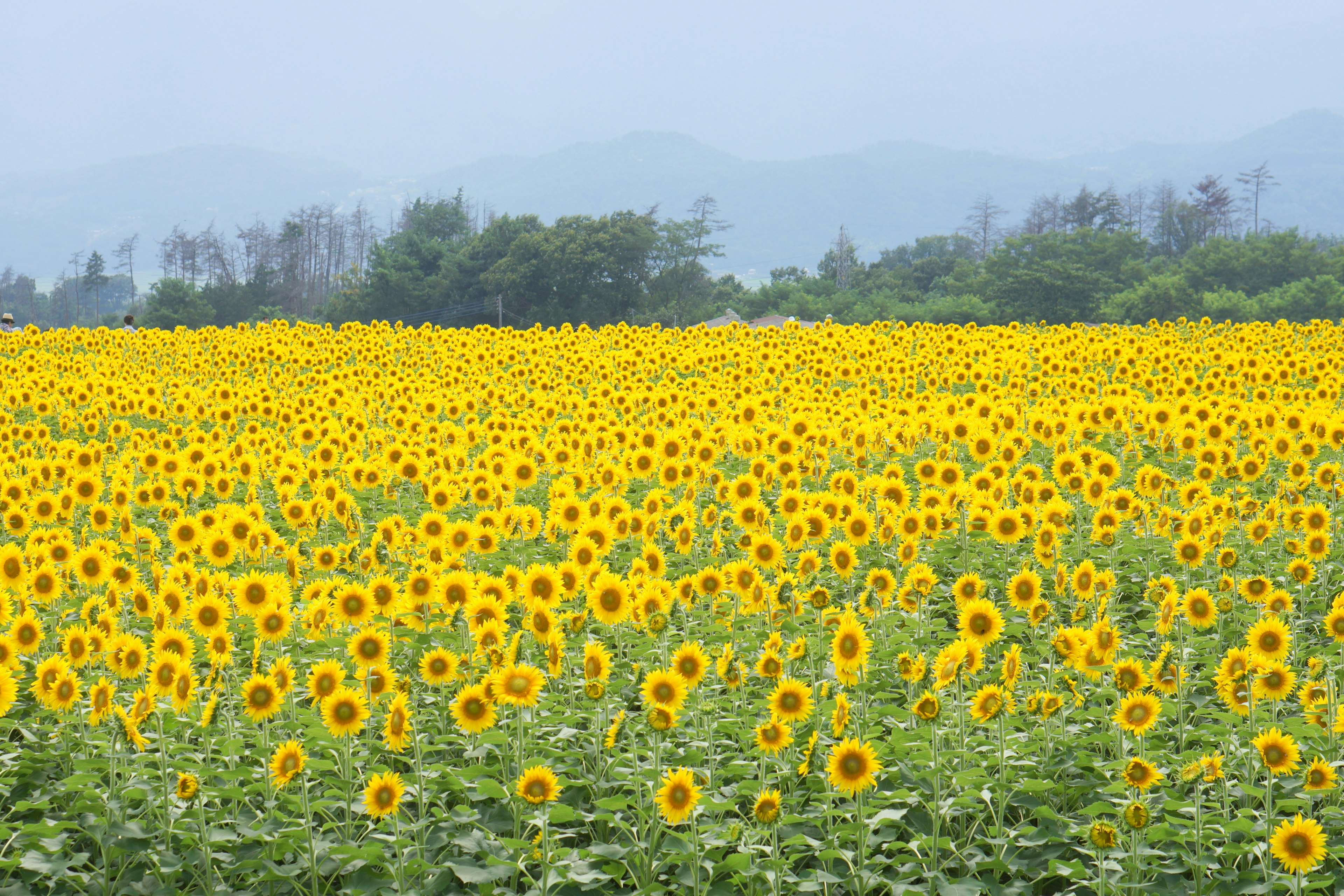 Vast field of sunflowers under a cloudy sky