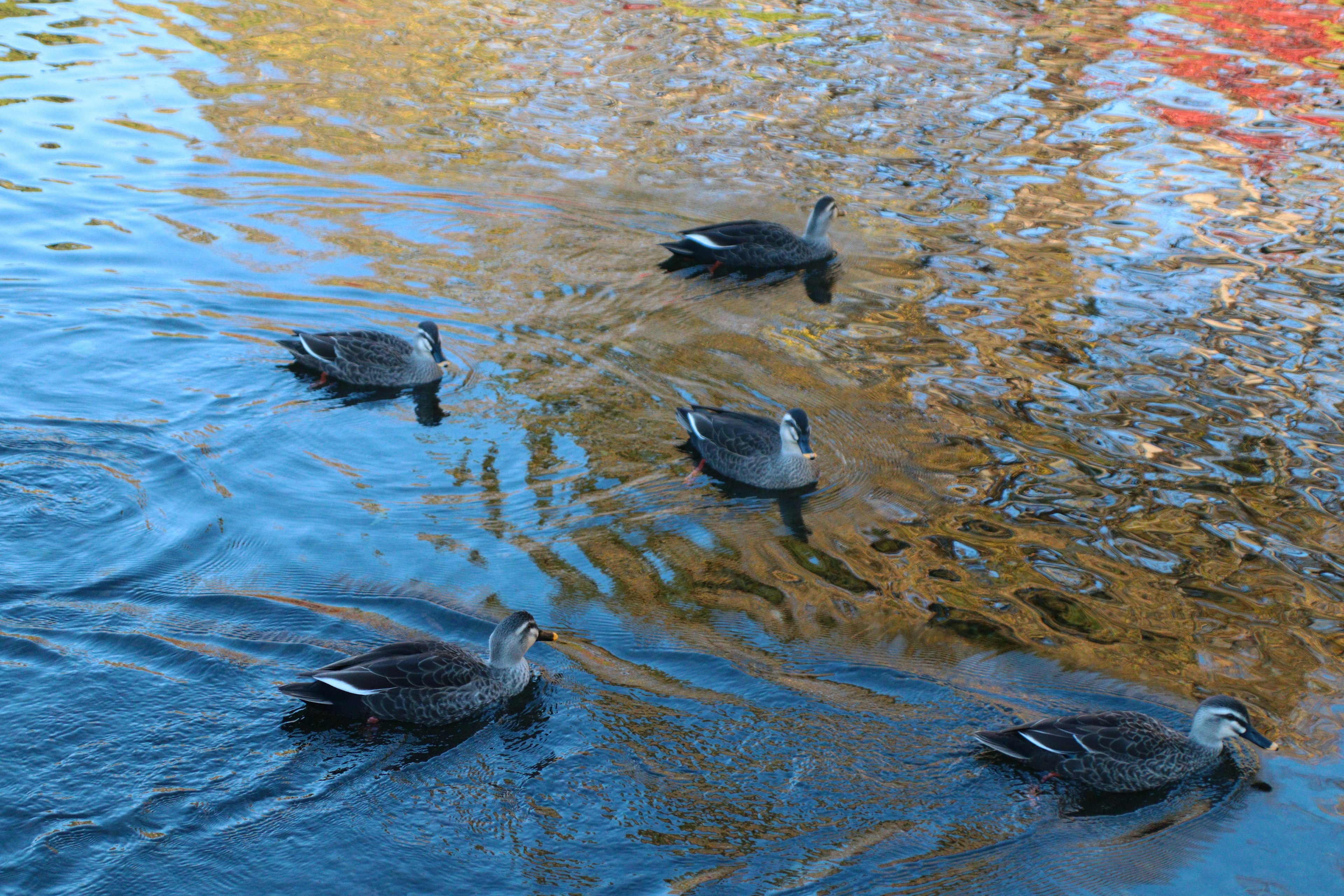 Cinco patos nadando en un estanque con reflejos coloridos