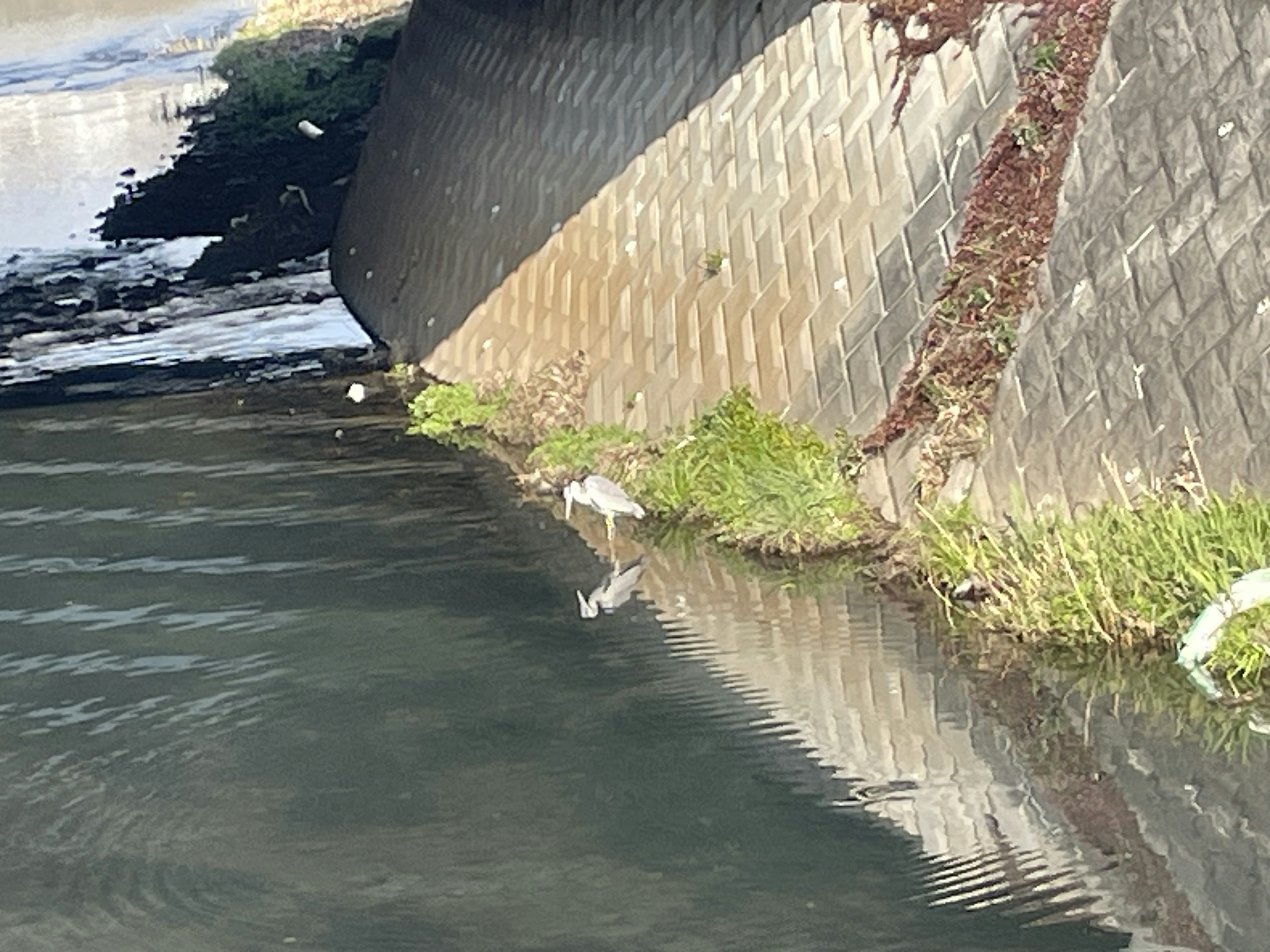 Un uccello bianco in piedi vicino all'acqua con un muro di cemento sullo sfondo