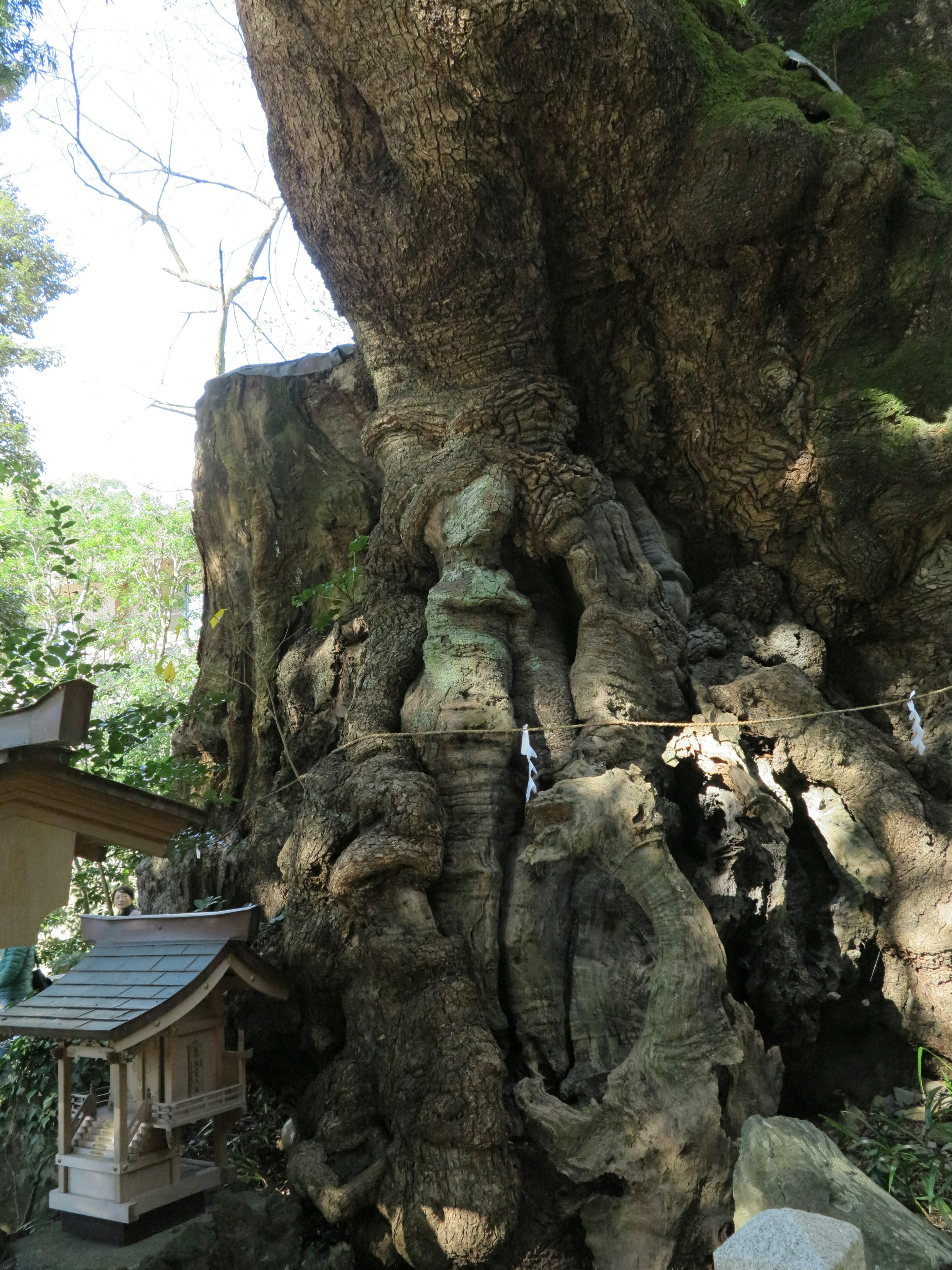 Tronco de árbol antiguo con raíces retorcidas y un pequeño santuario cercano