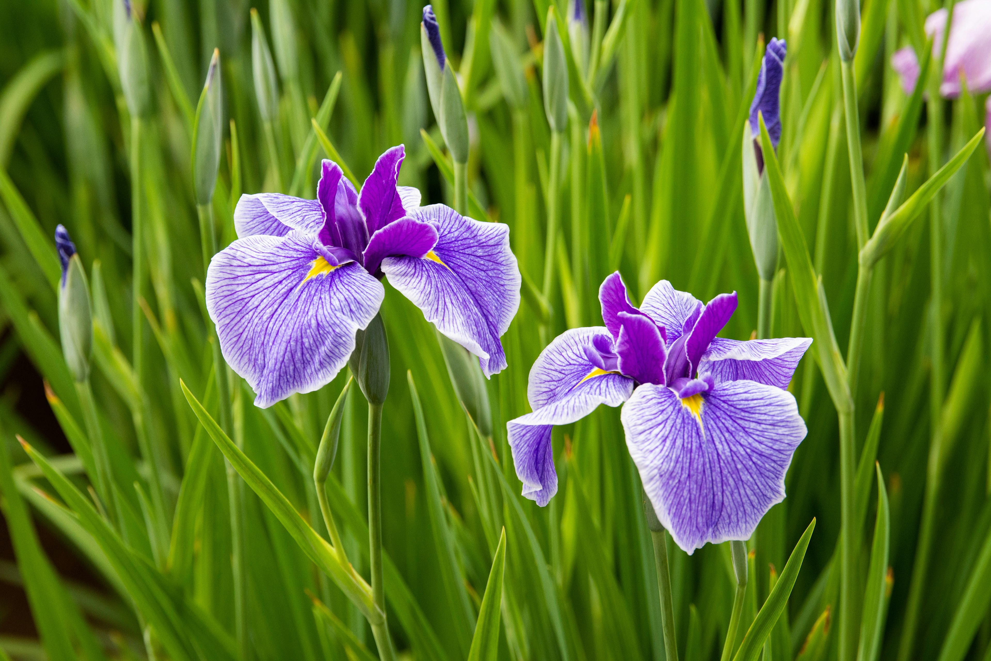 Bunga iris yang indah dengan kelopak ungu dan daun hijau