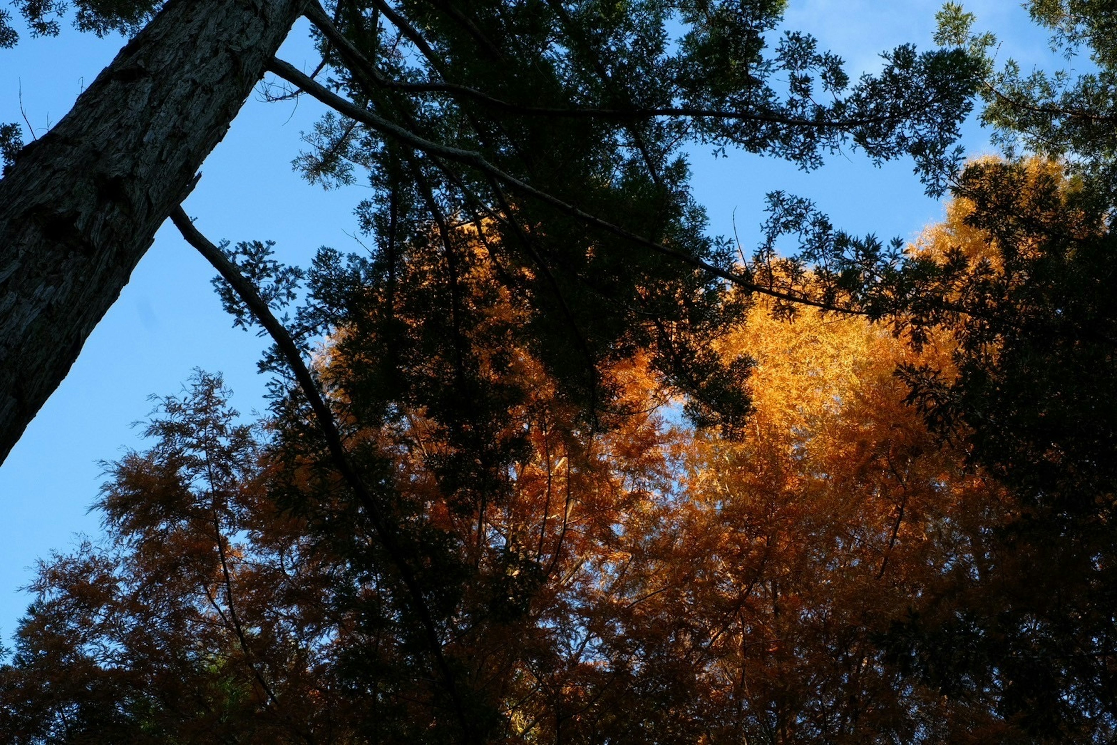 Blick auf Bäume mit orangefarbenen Blättern, die unter einem blauen Himmel erleuchtet sind