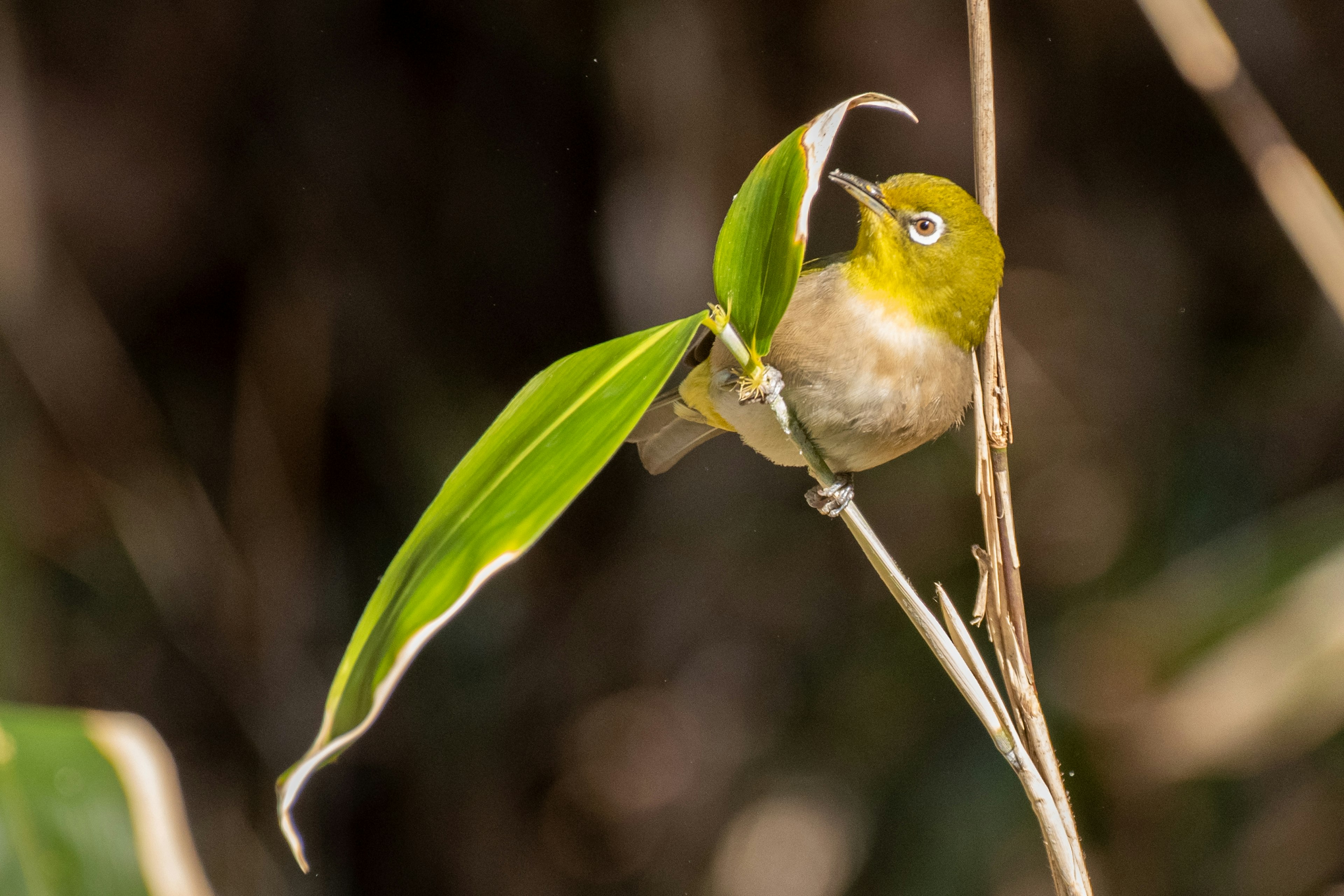 A small bird perched among green leaves