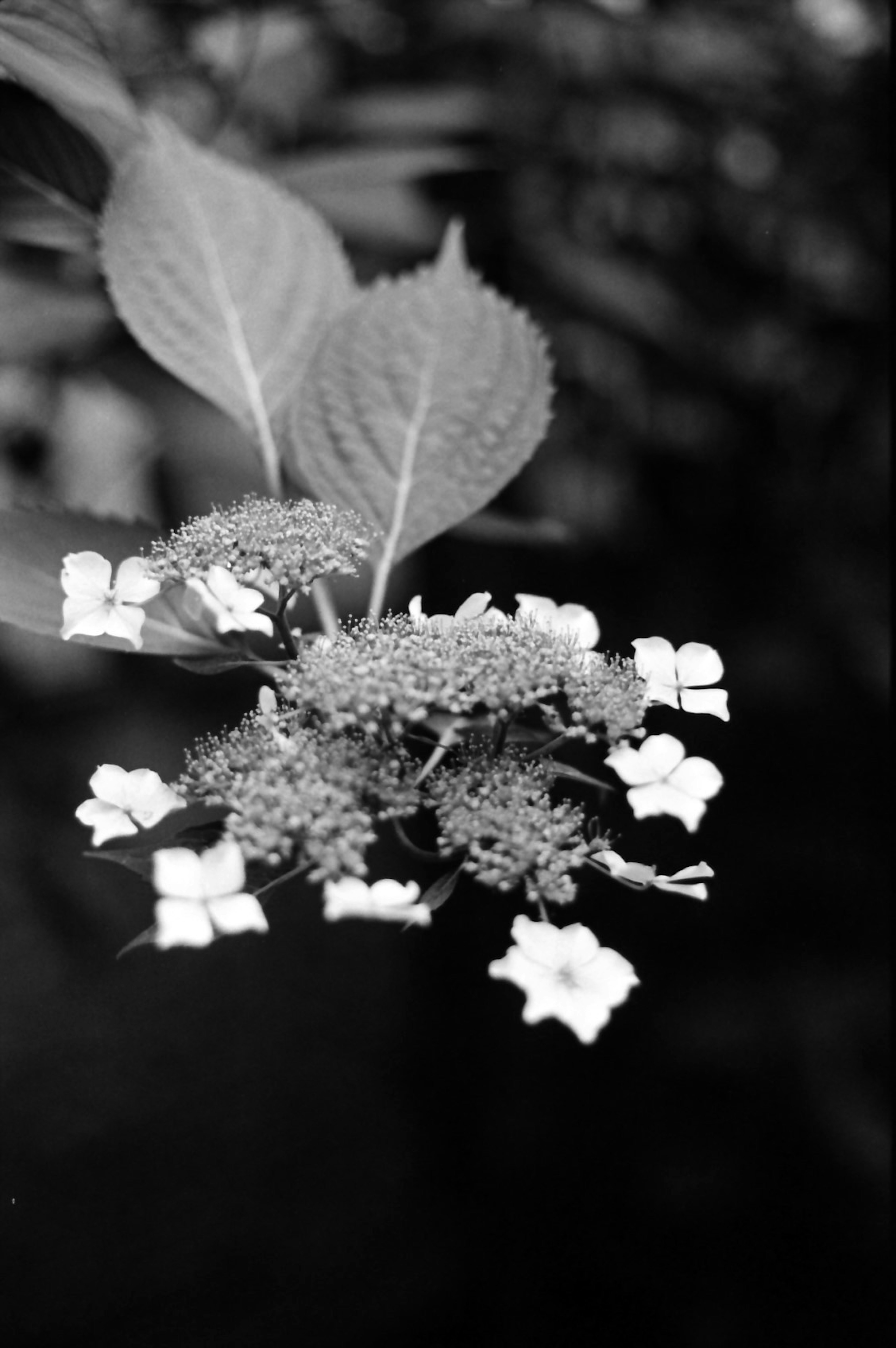 Close-up of white flowers and leaves in black and white