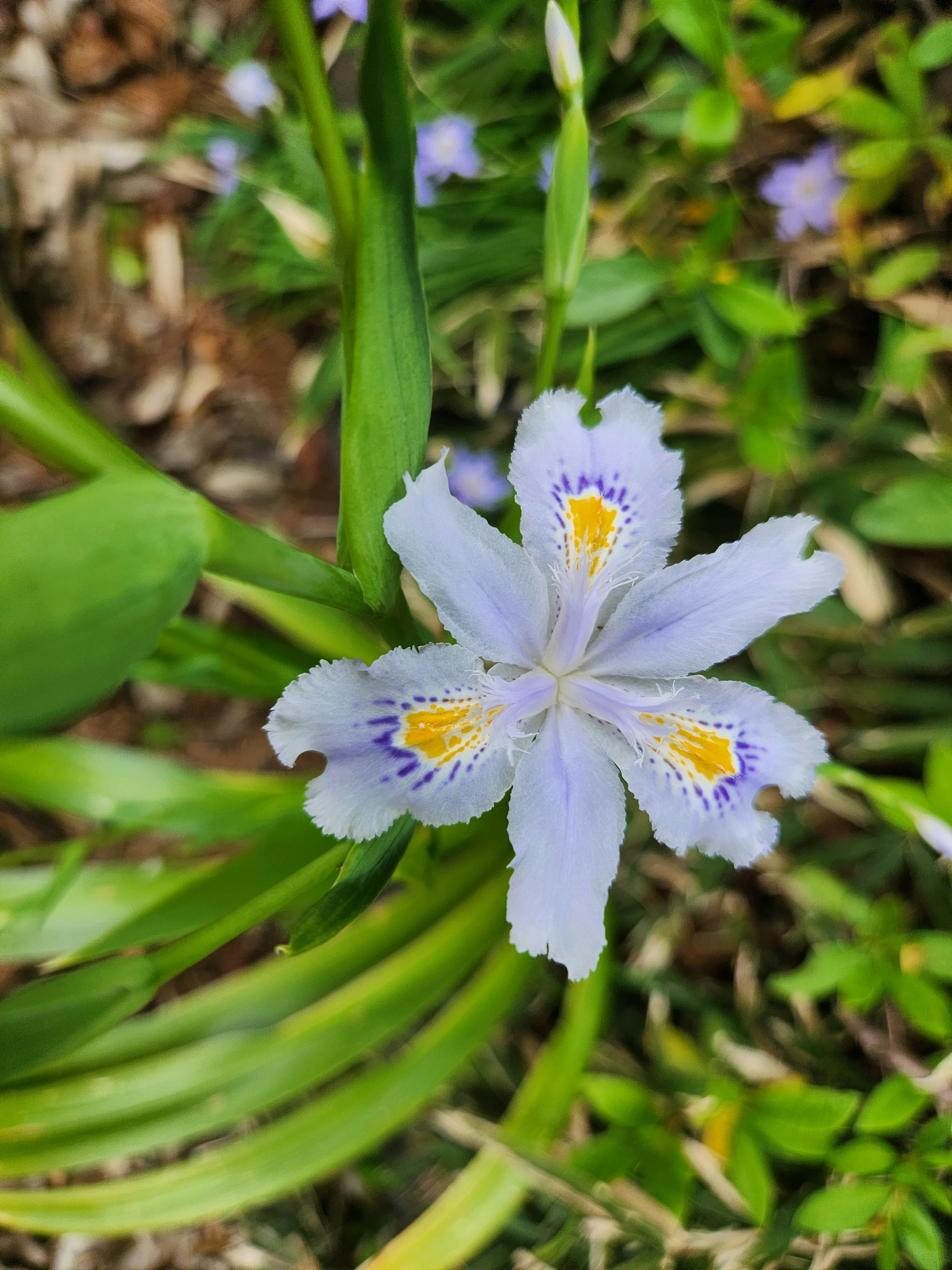 青紫色の花と黄色い模様のある細長い葉が特徴的な植物