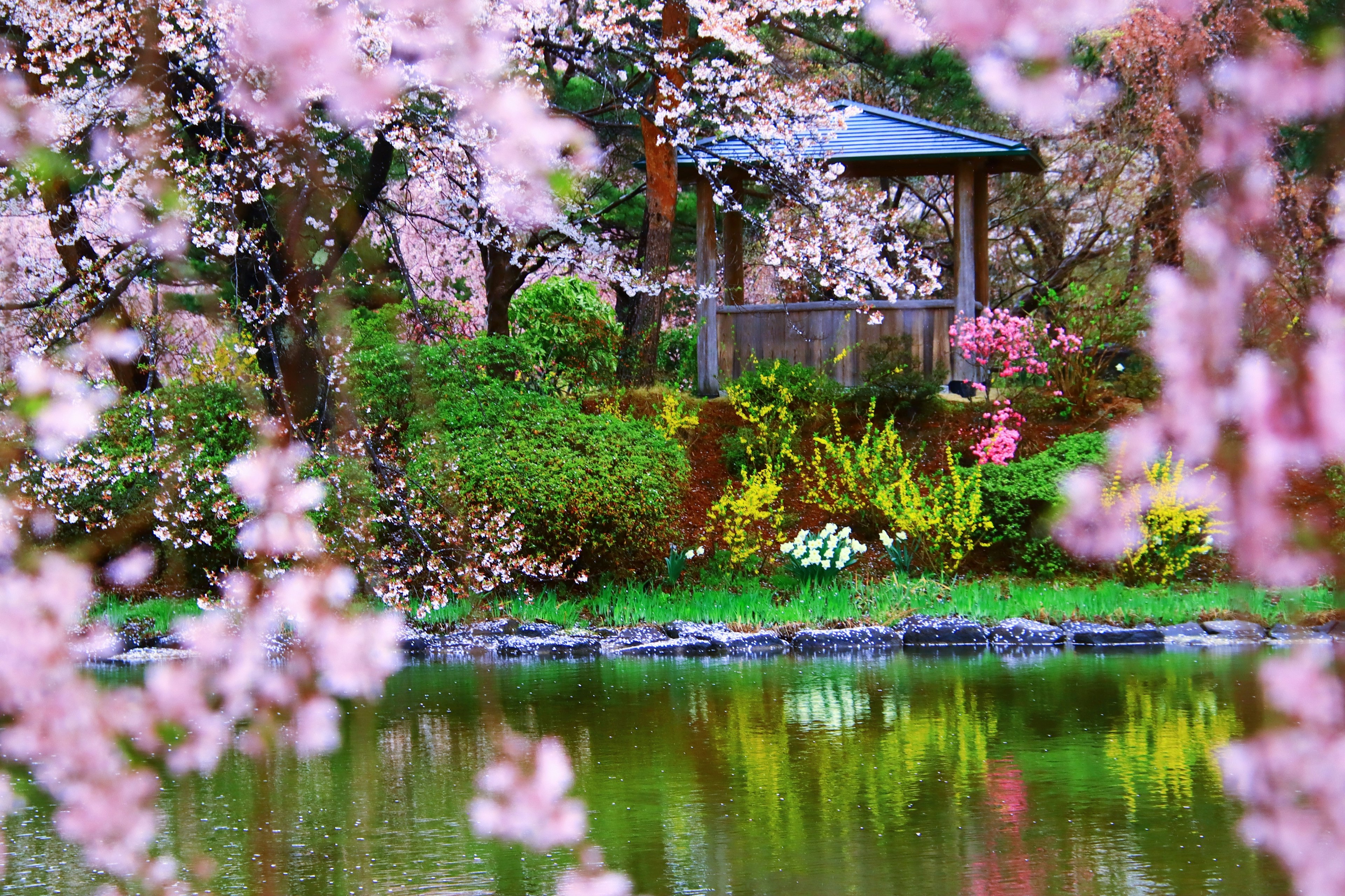 Vista panoramica di ciliegi in fiore e di uno stagno con un gazebo