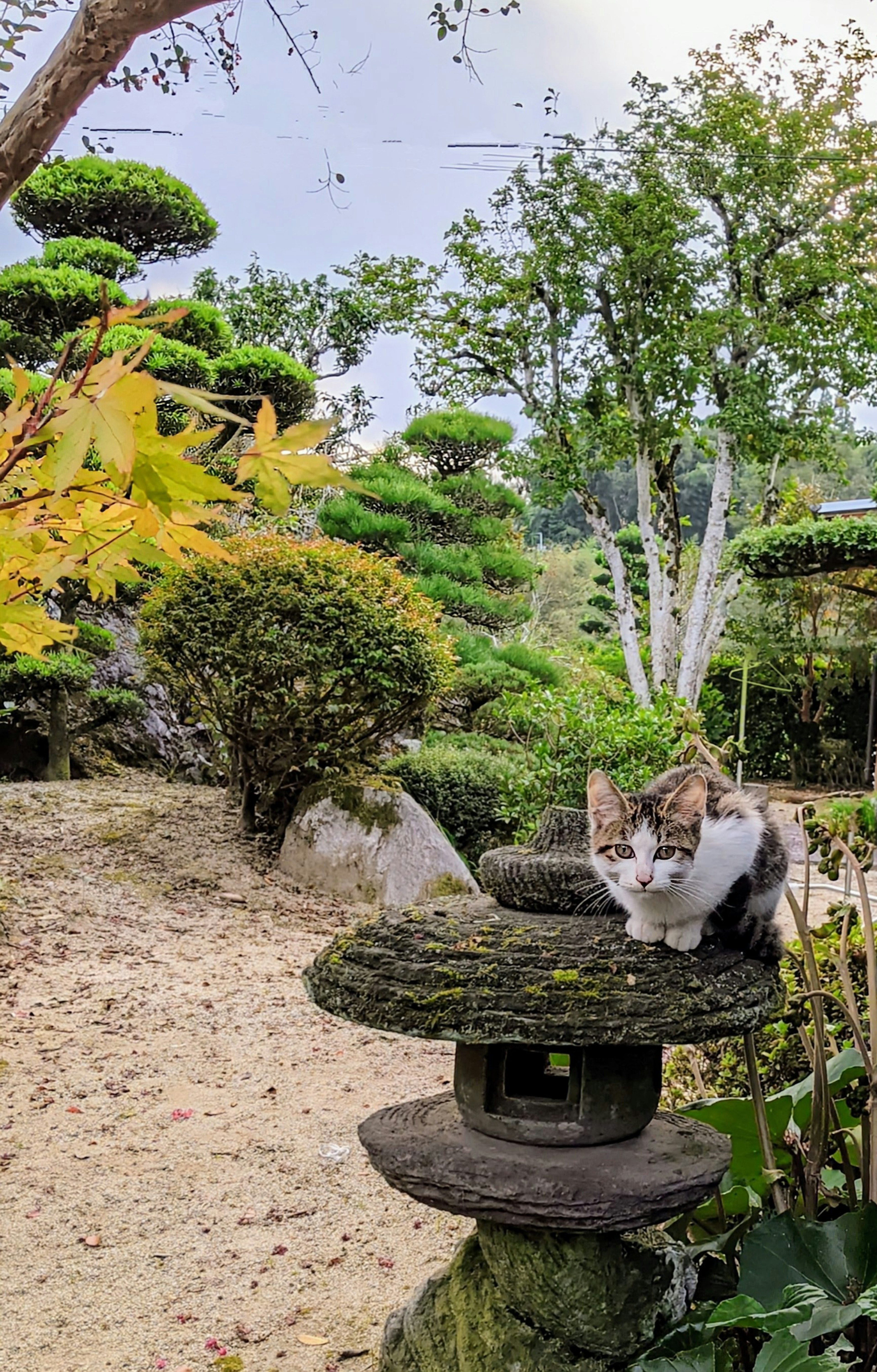 猫坐在花园中的石灯上，周围绿树成荫