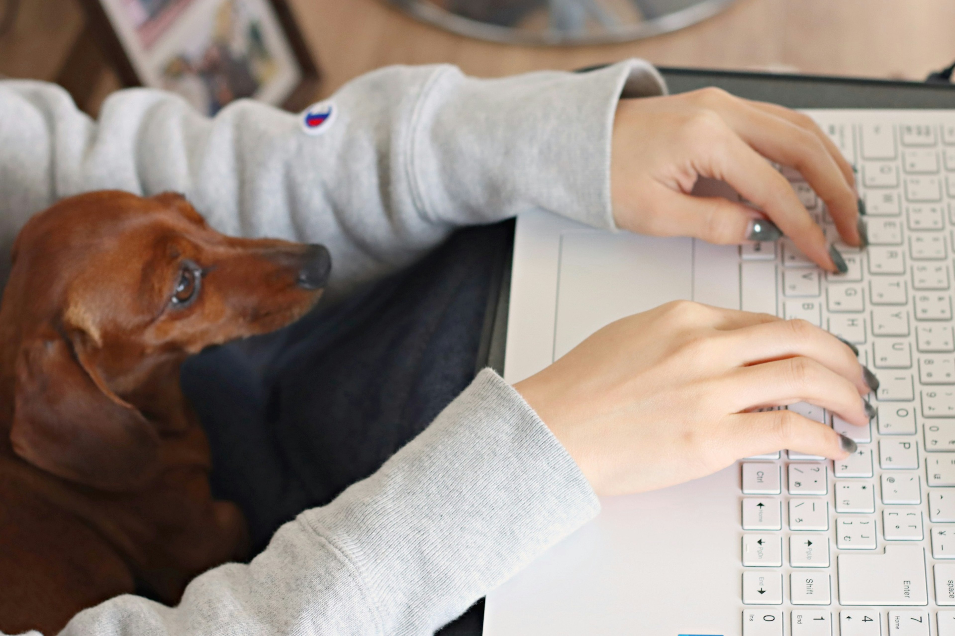 Close-up of hands typing on a laptop with a dog beside