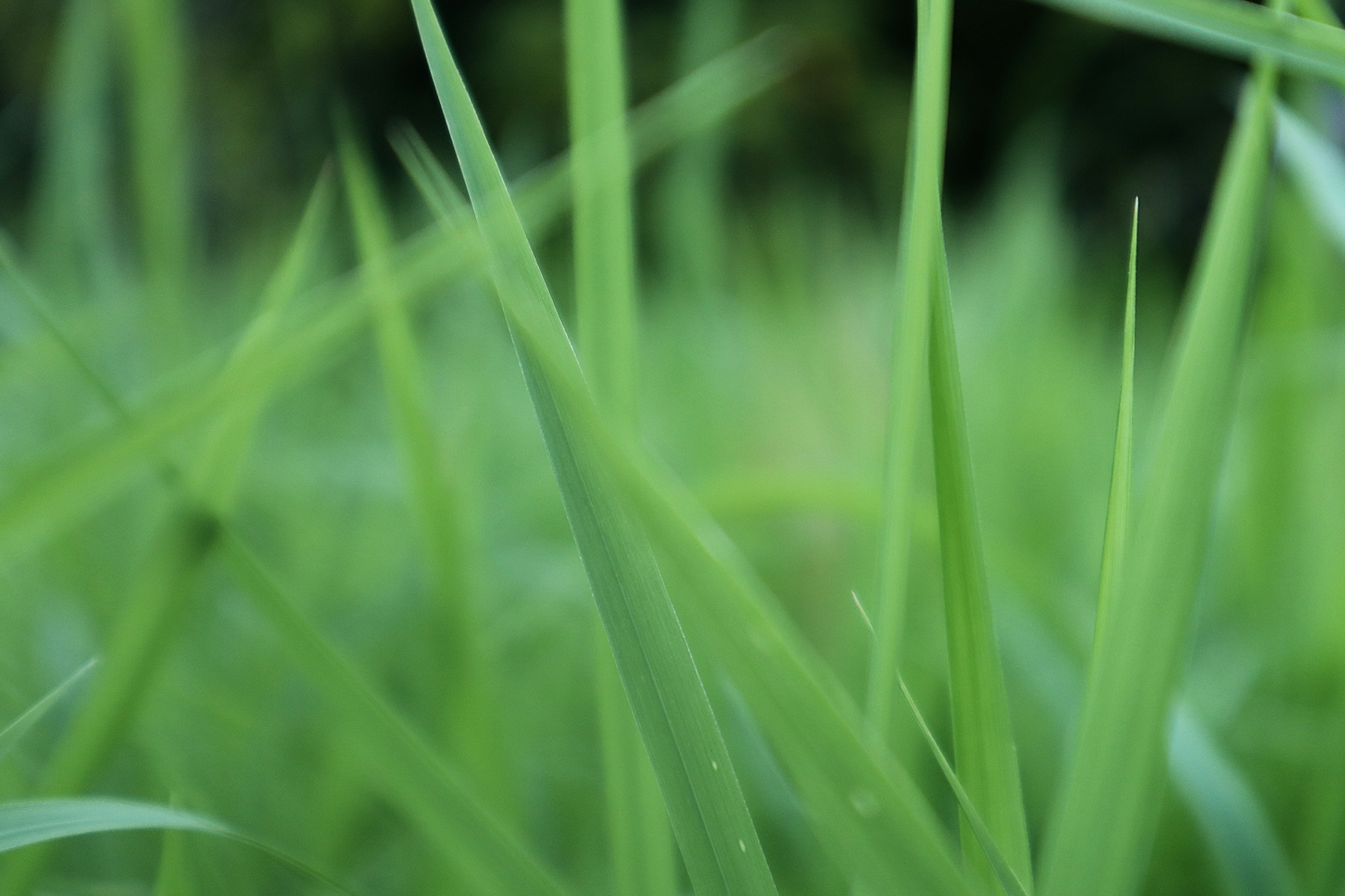 Foto close-up rumput hijau dengan daun ramping yang terlihat jelas